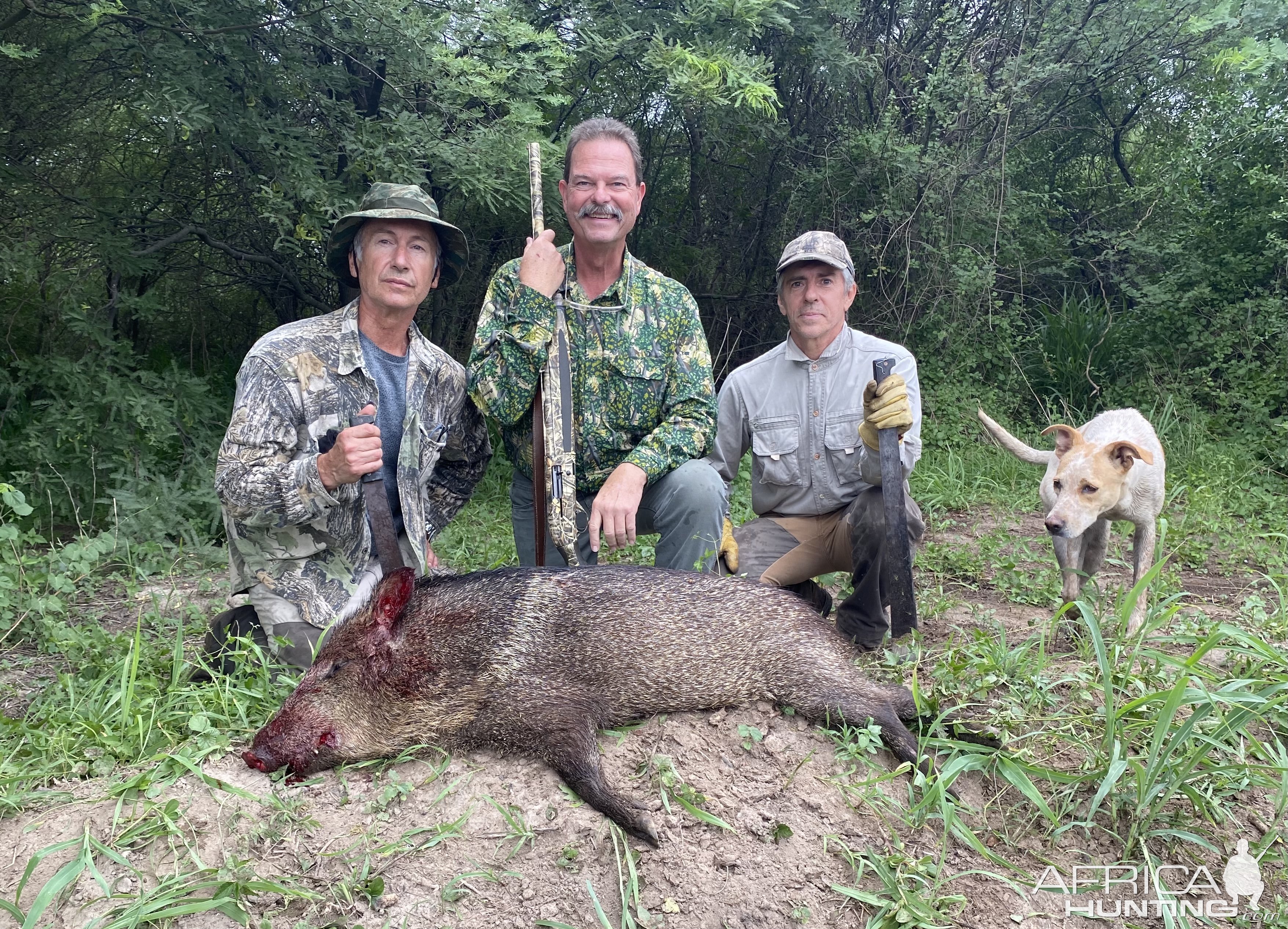 White-Lipped Peccary Hunt Argentina