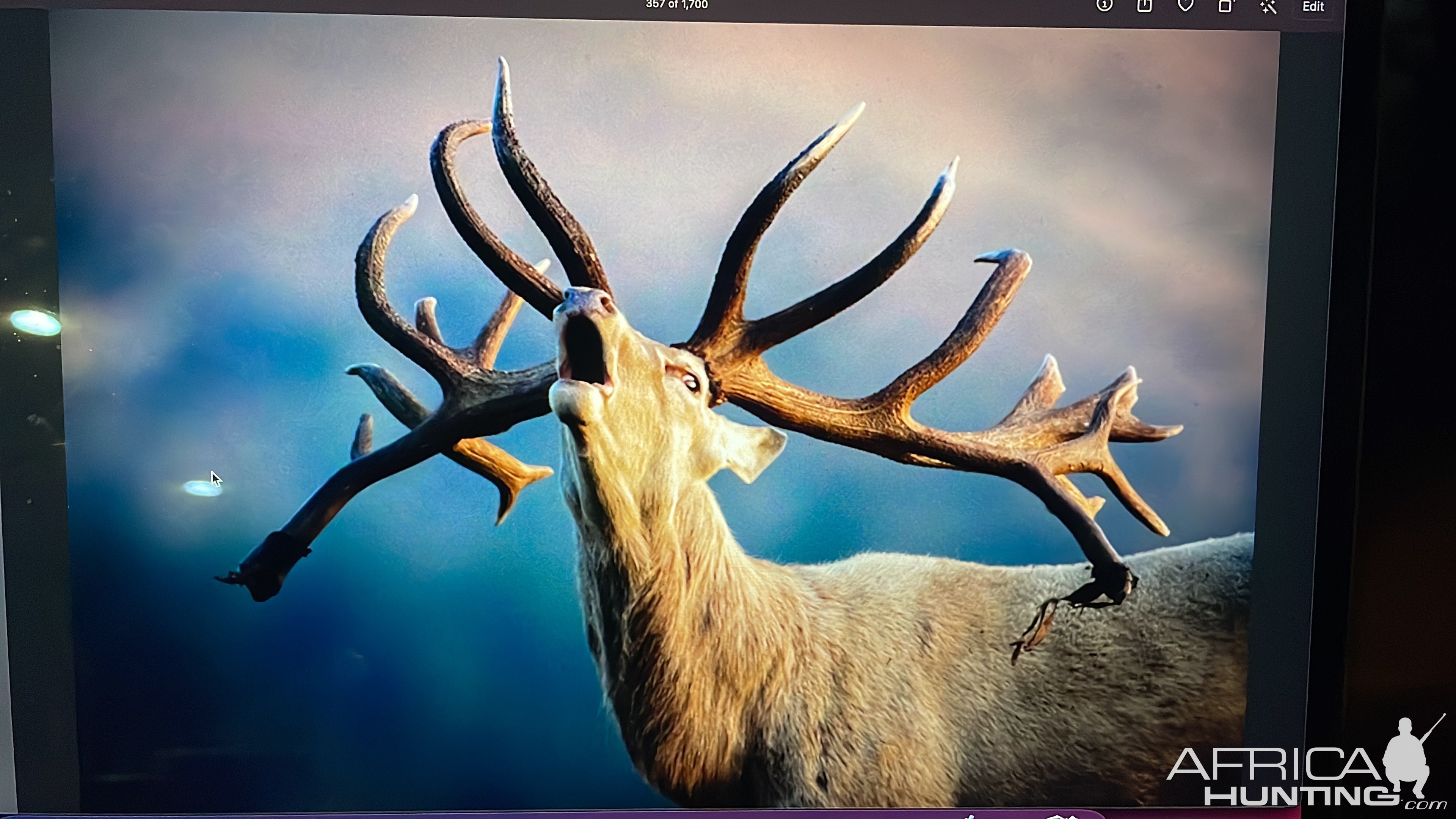 White Red deer- New Zealand Safaris