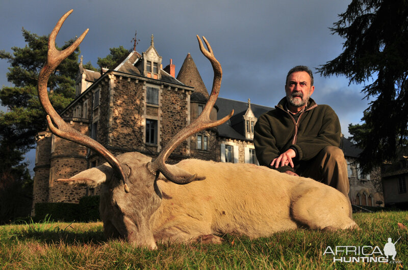 White Red Stag Hunt in France