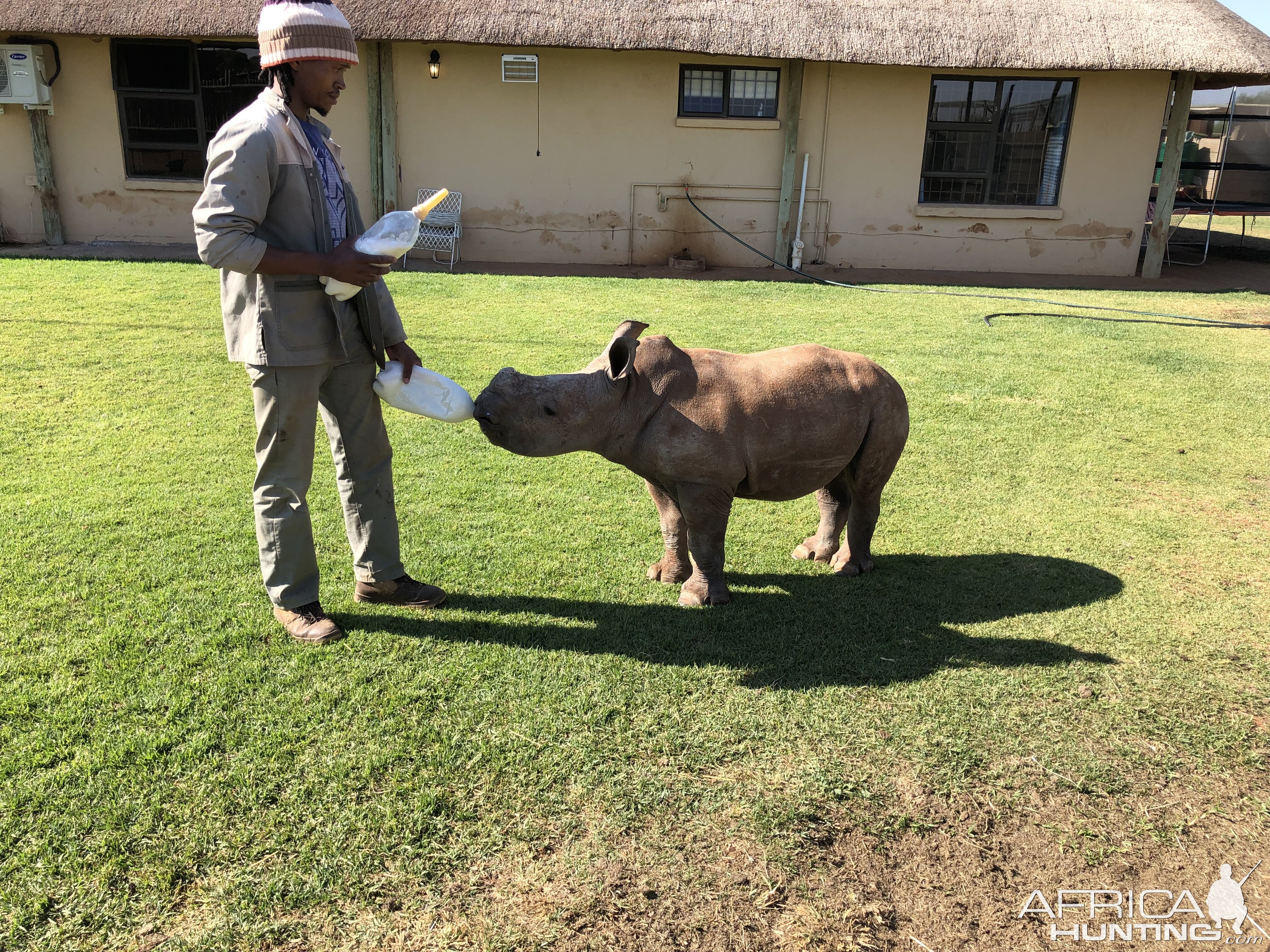 White Rhino Calf South Africa