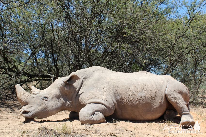 White Rhino Hunting South Africa