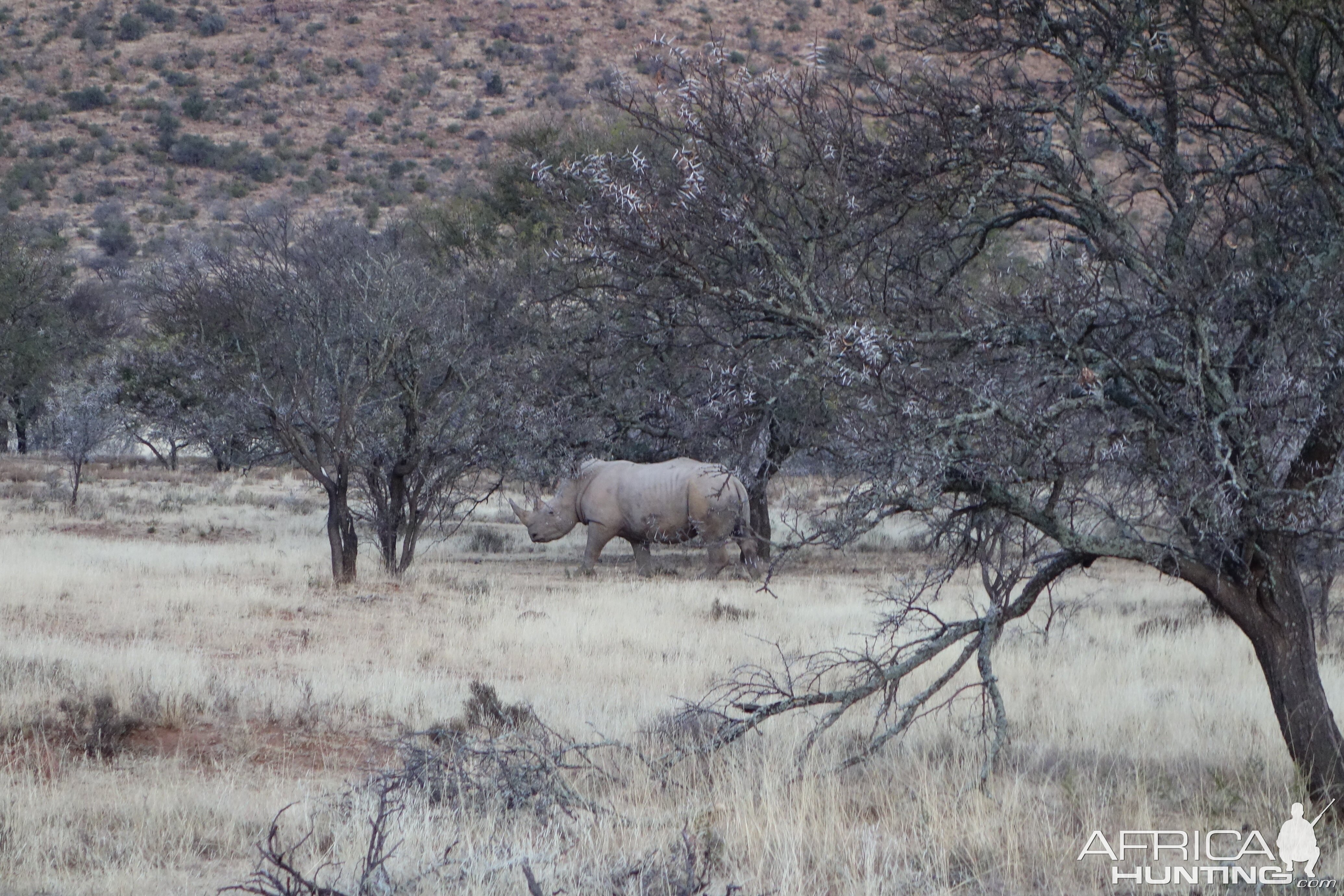 White Rhino in South Africa