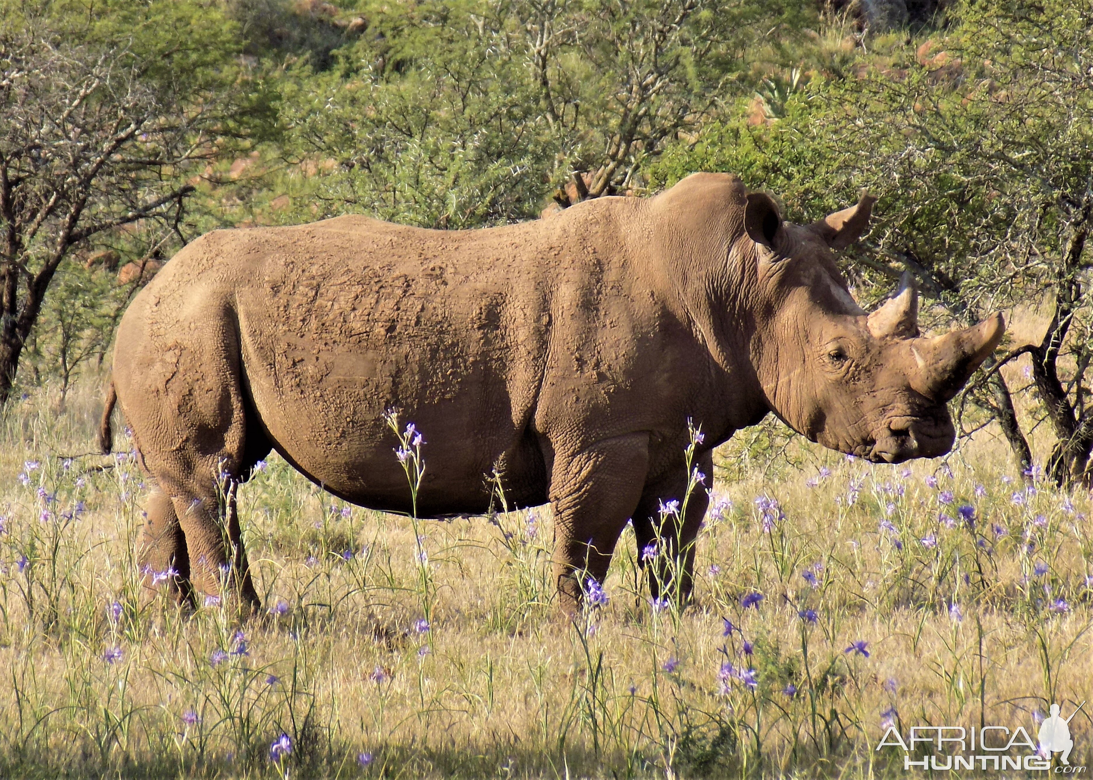 White Rhino in South Africa