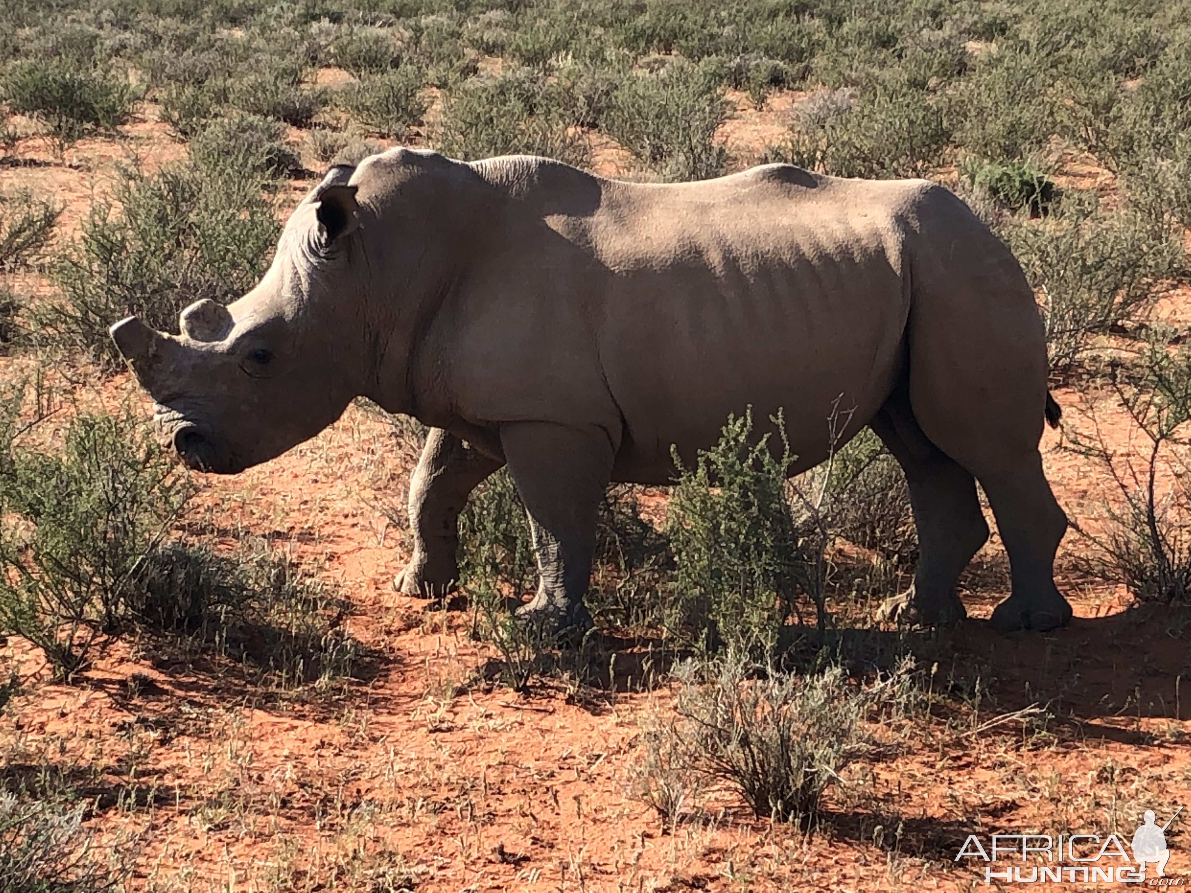 White Rhino in South Africa