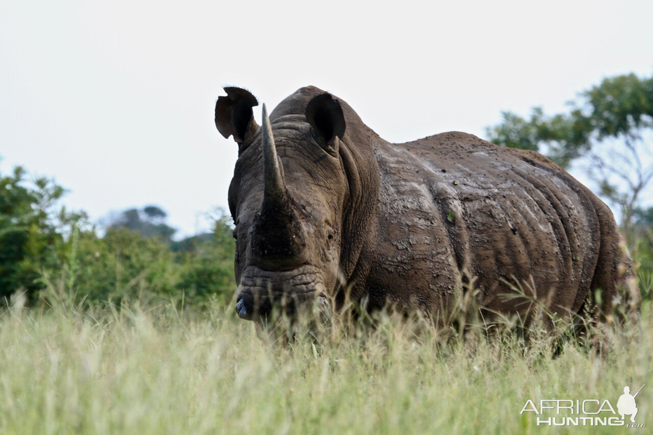 White Rhino in South Africa