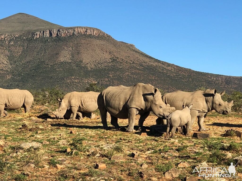 White Rhino Karoo South Africa