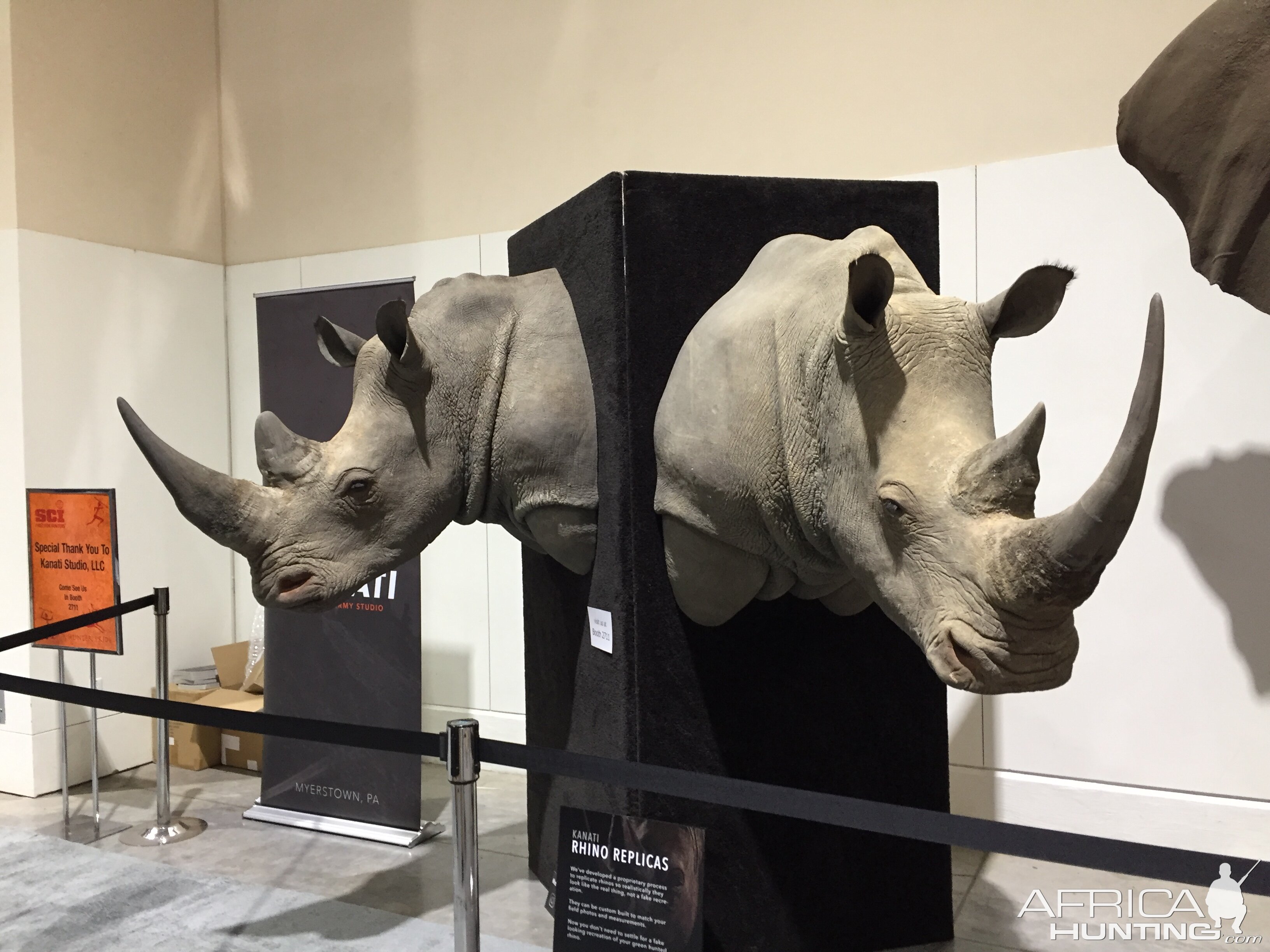 White Rhino Shoulder Mount Taxidermy