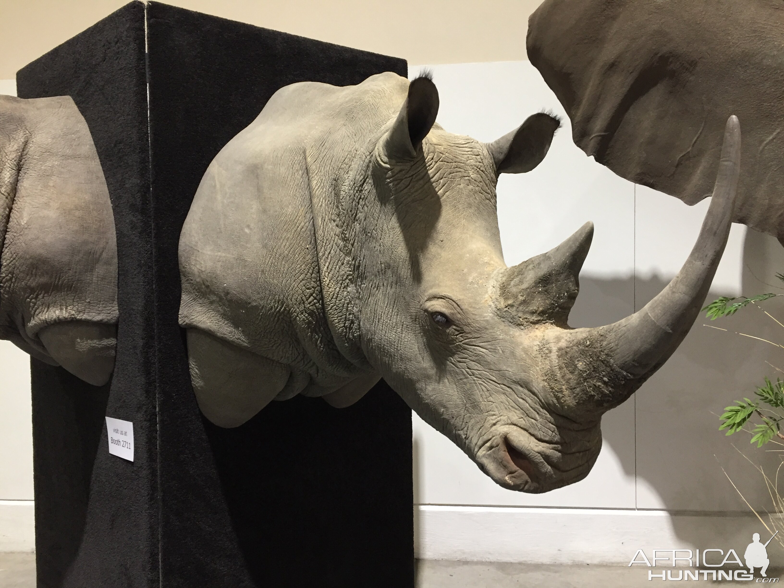 White Rhino Shoulder Mount Taxidermy