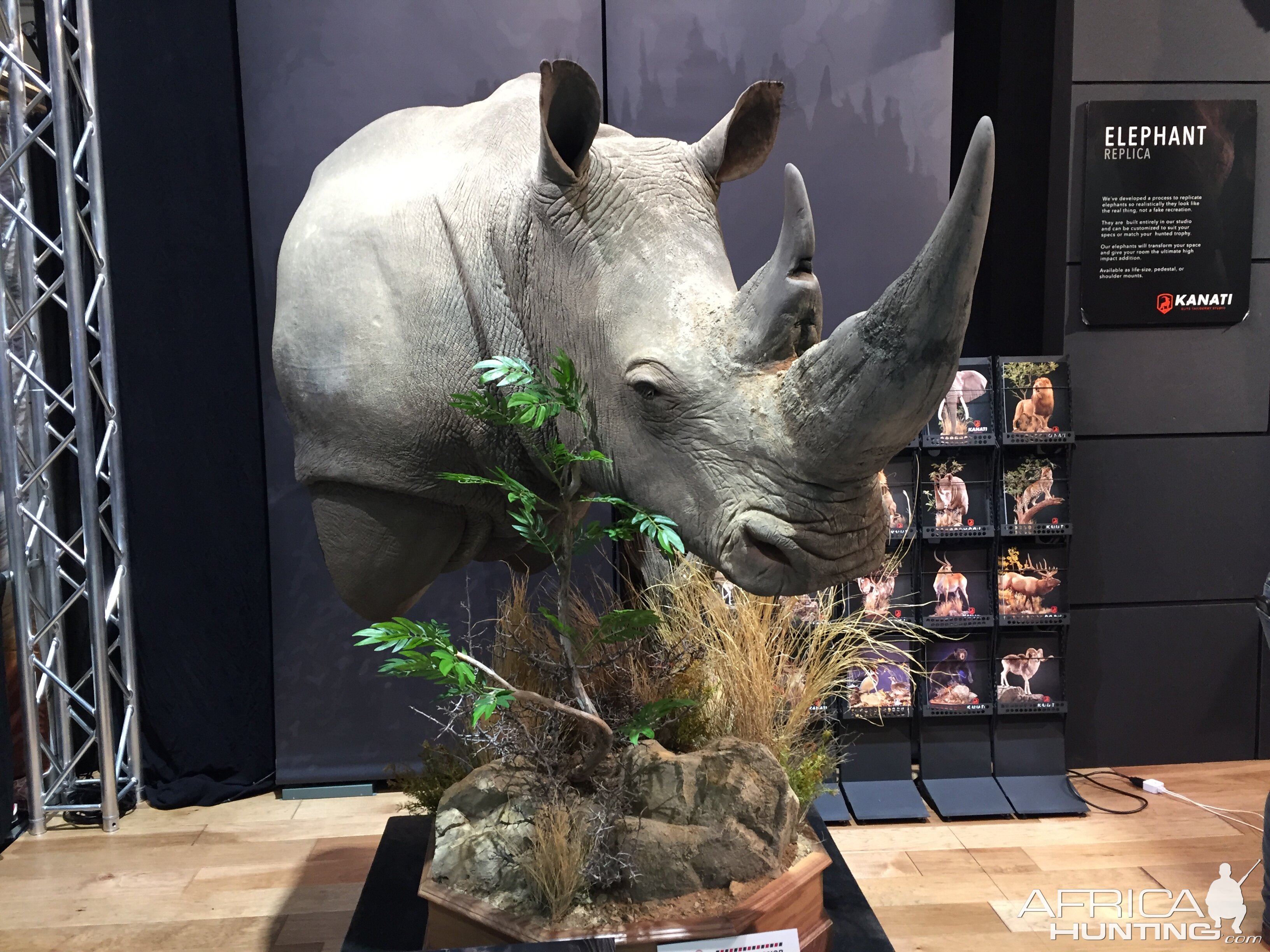 White Rhino Shoulder Mount Taxidermy