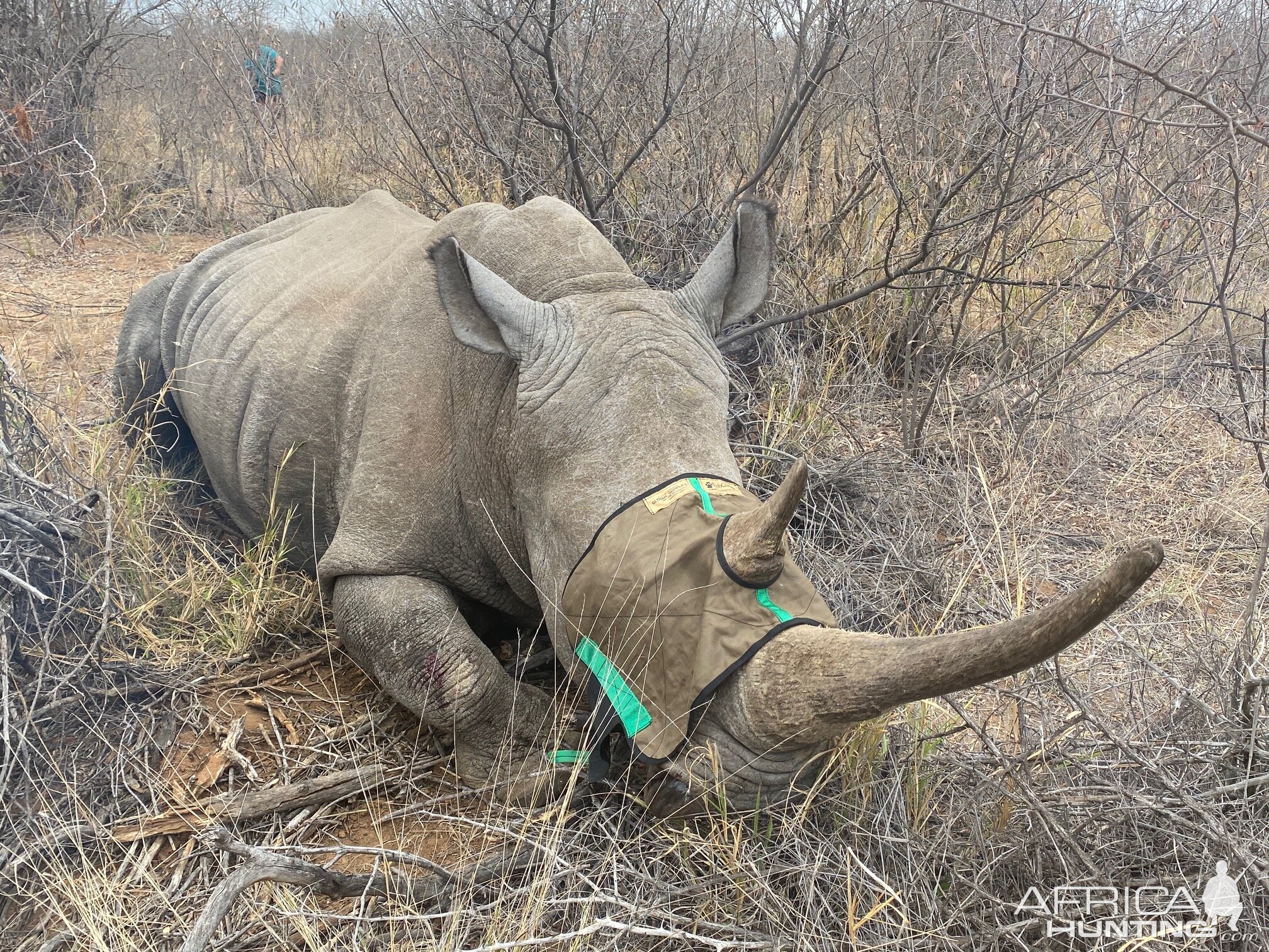 White Rhino South Africa