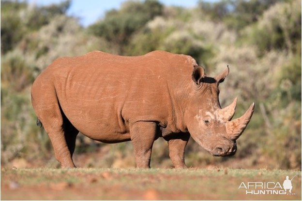 White Rhino South Africa