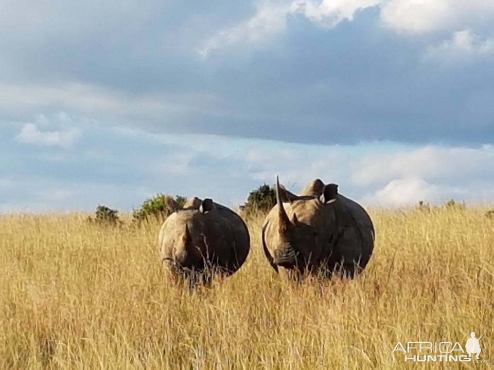 White Rhino South Africa