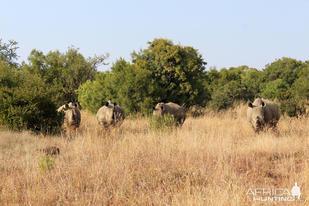 White Rhino South Africa