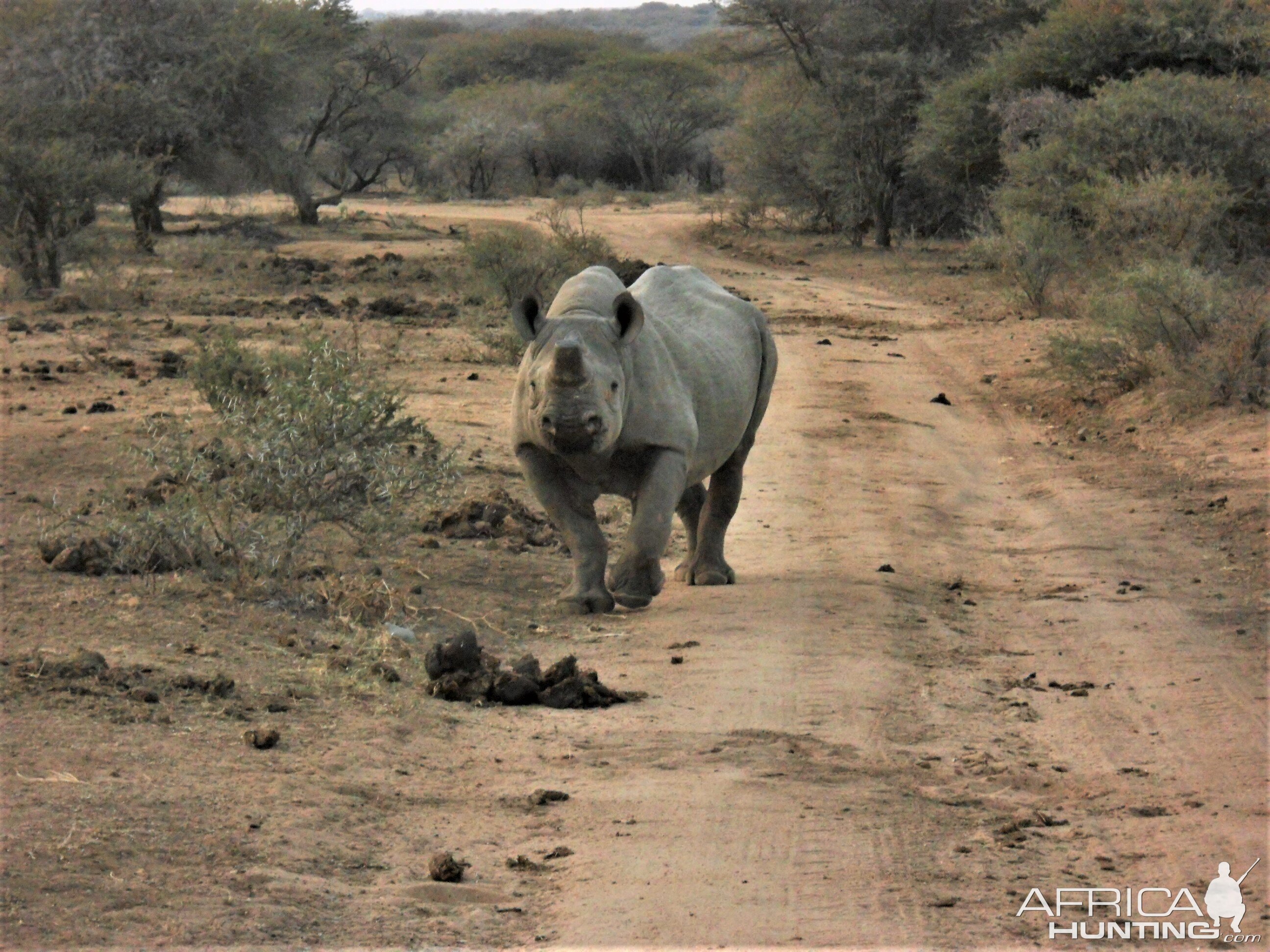 White Rhino South Africa