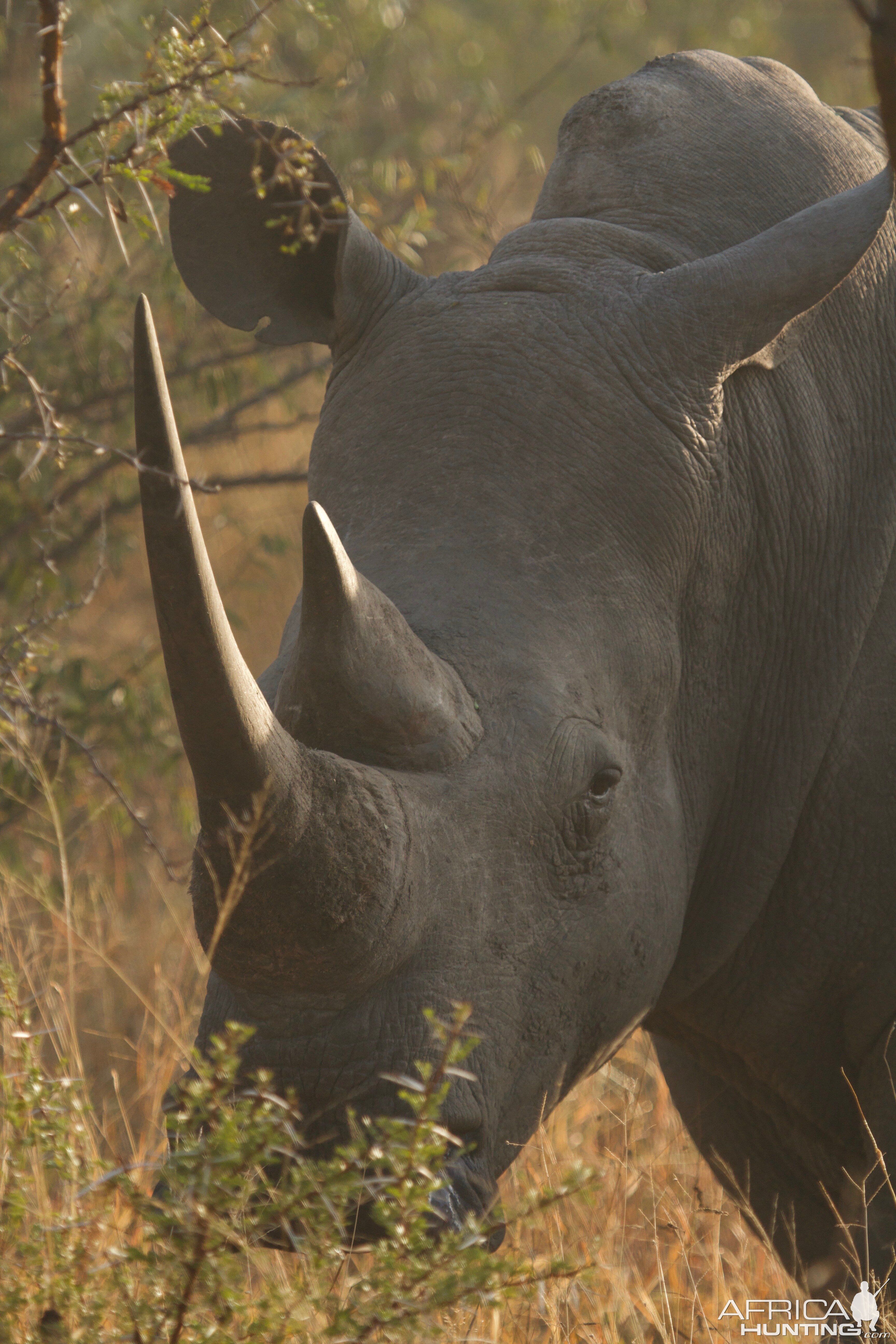 White Rhino South Africa