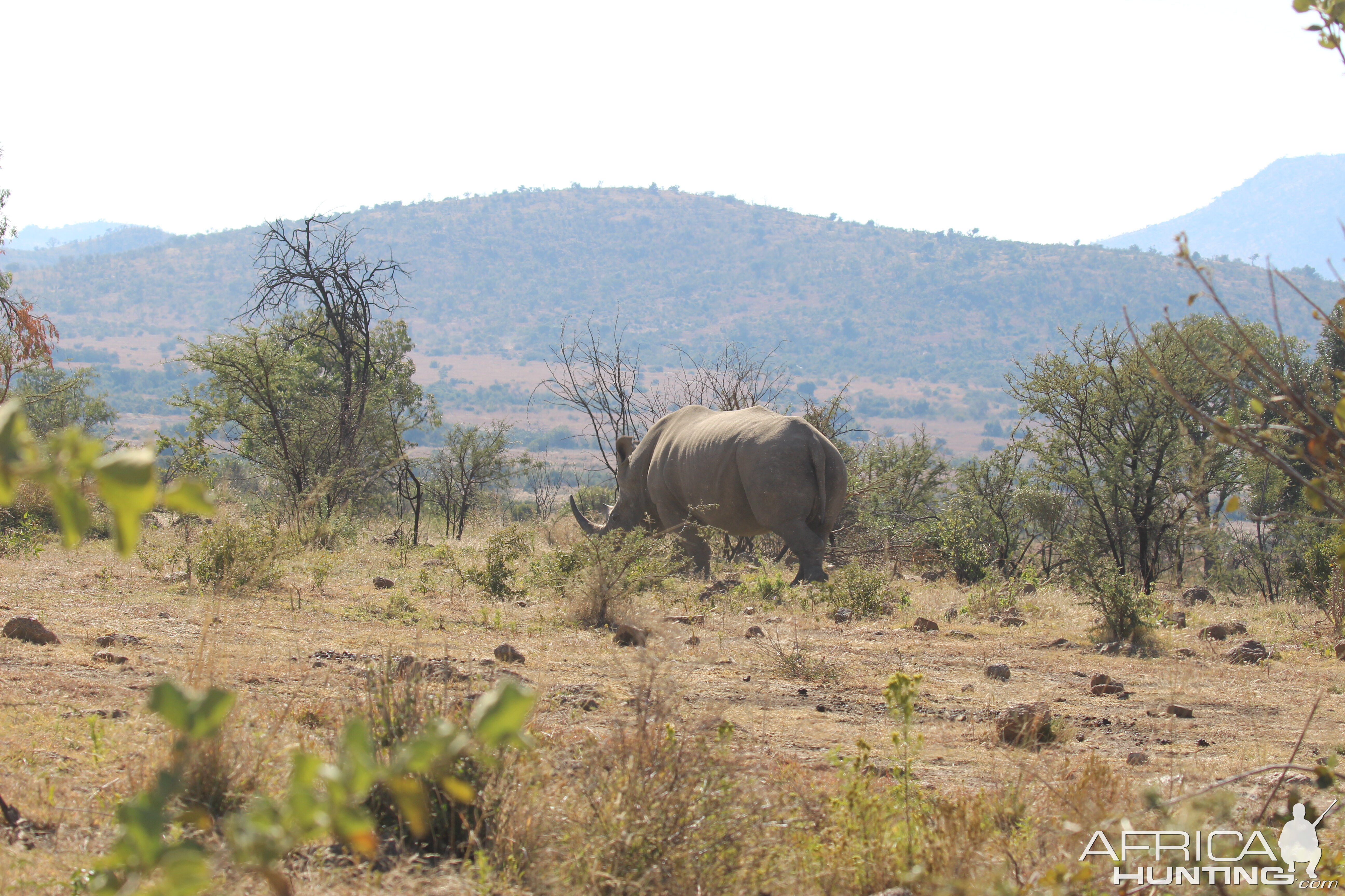 White Rhino South Africa