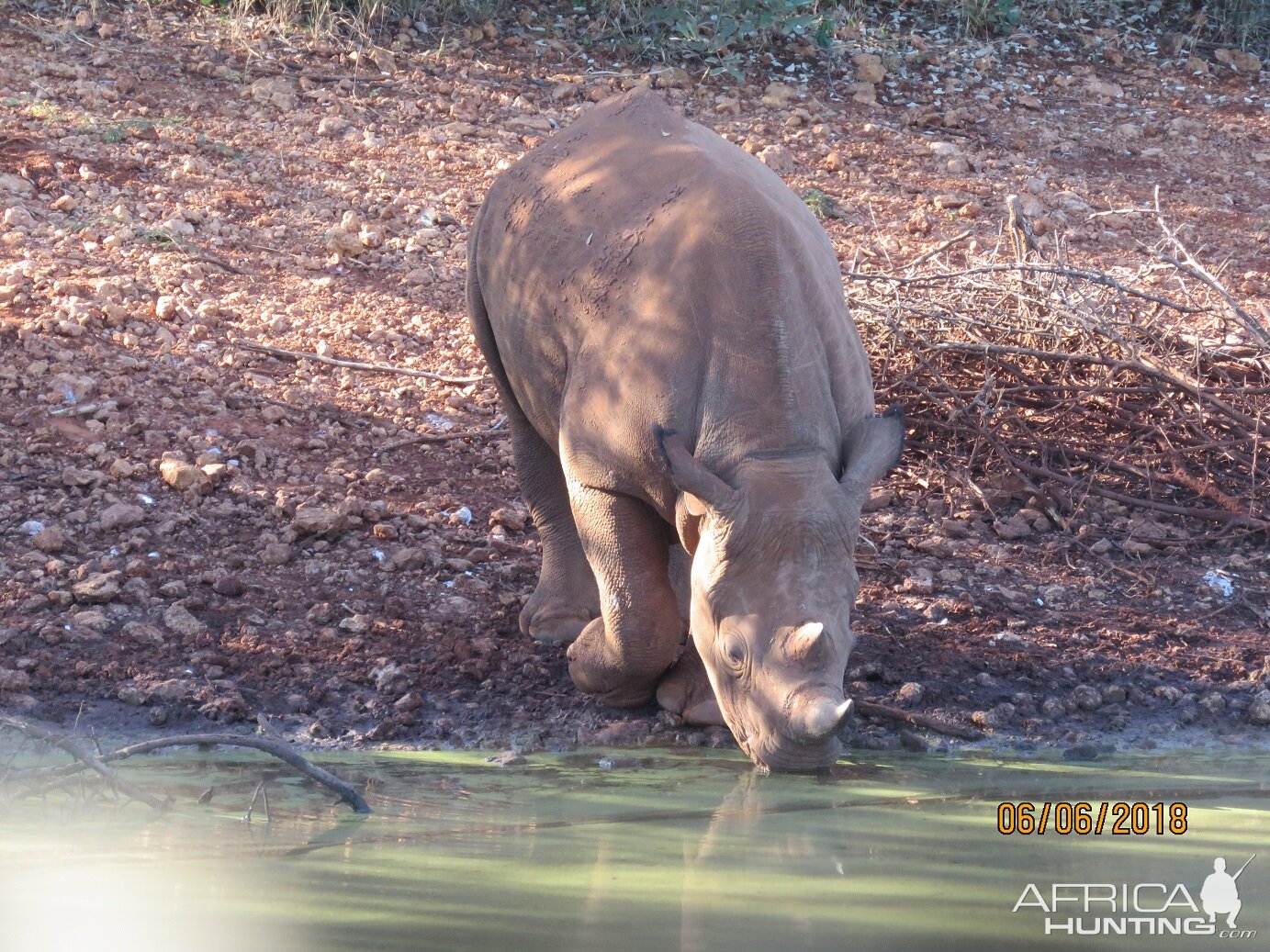 White Rhino South Africa