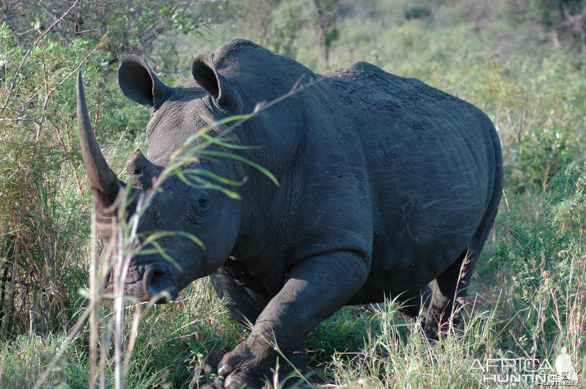 White Rhino South Africa