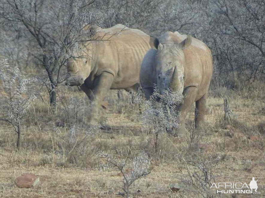 White Rhino South Africa