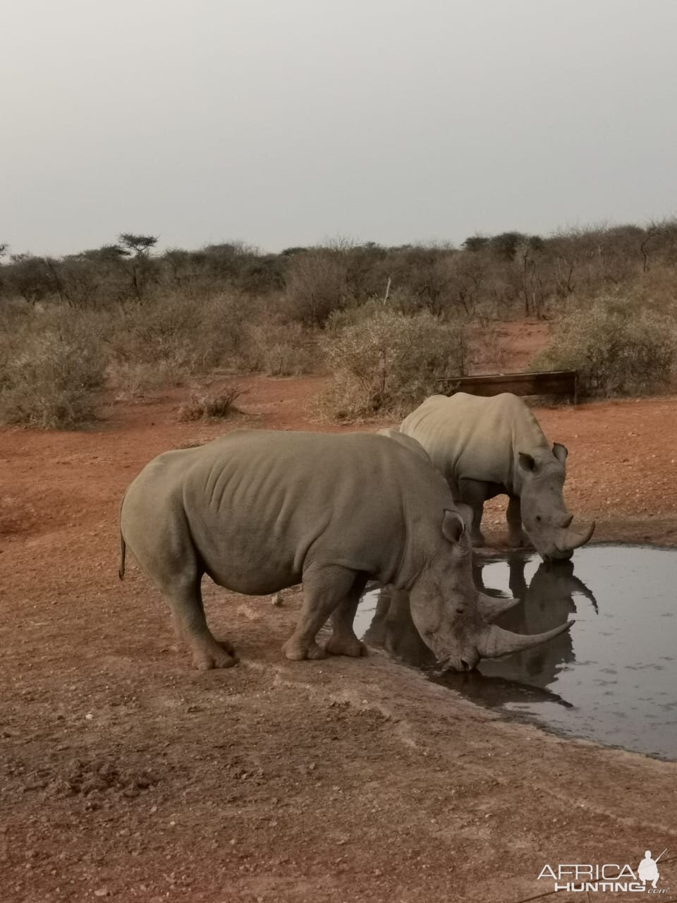 White Rhino South Africa