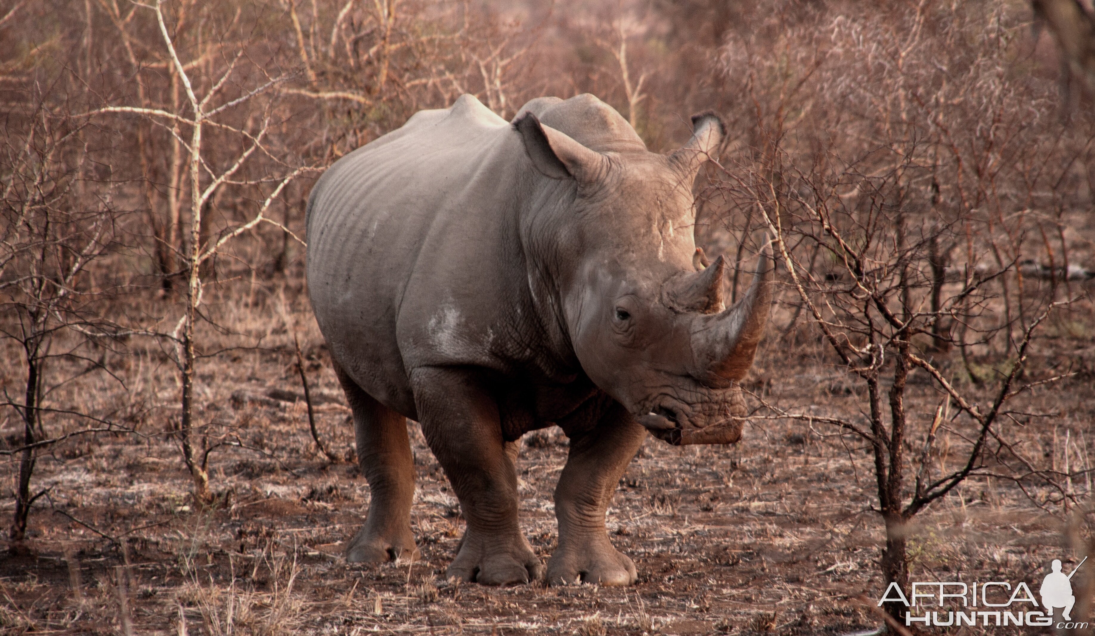 White Rhino South Africa