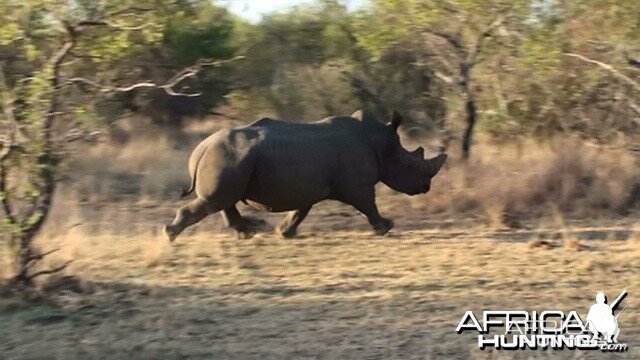 White Rhino South Africa