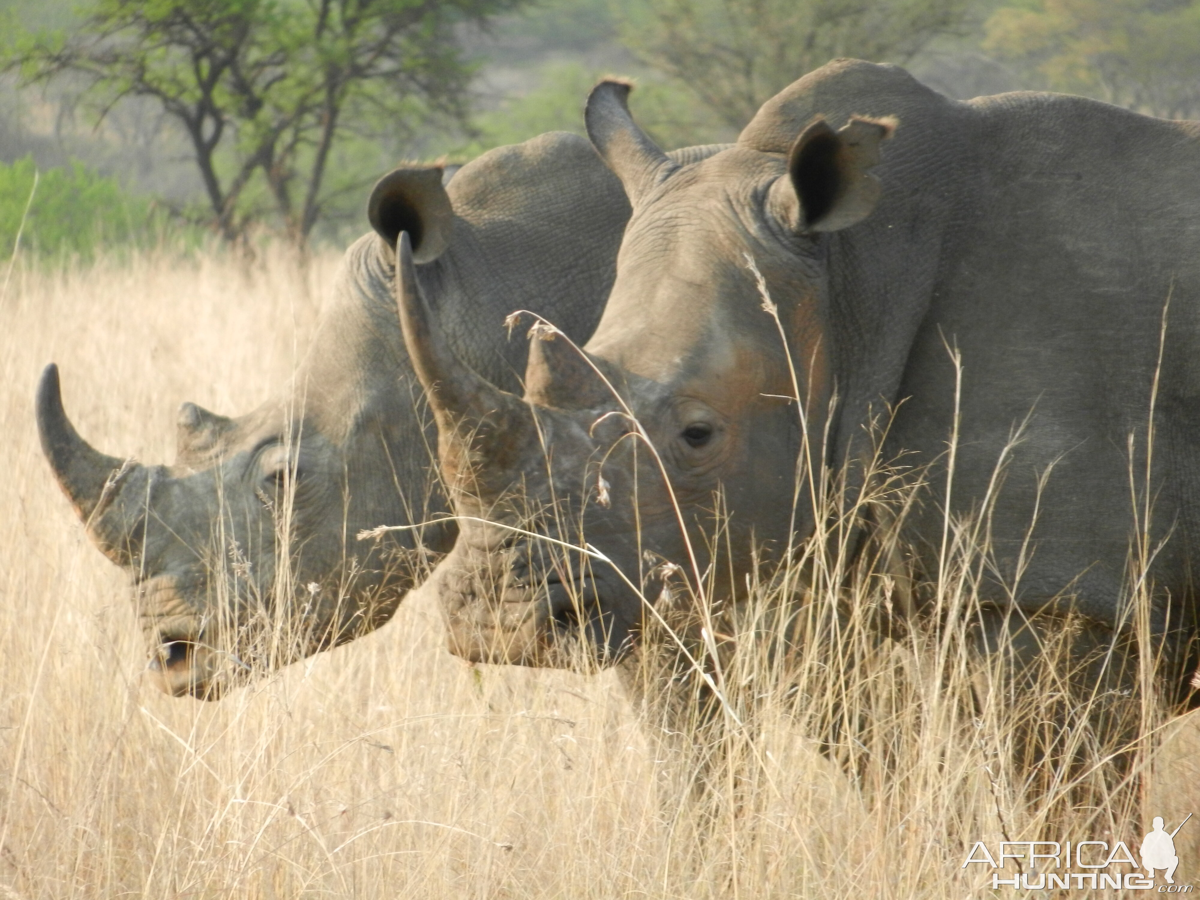 White Rhino