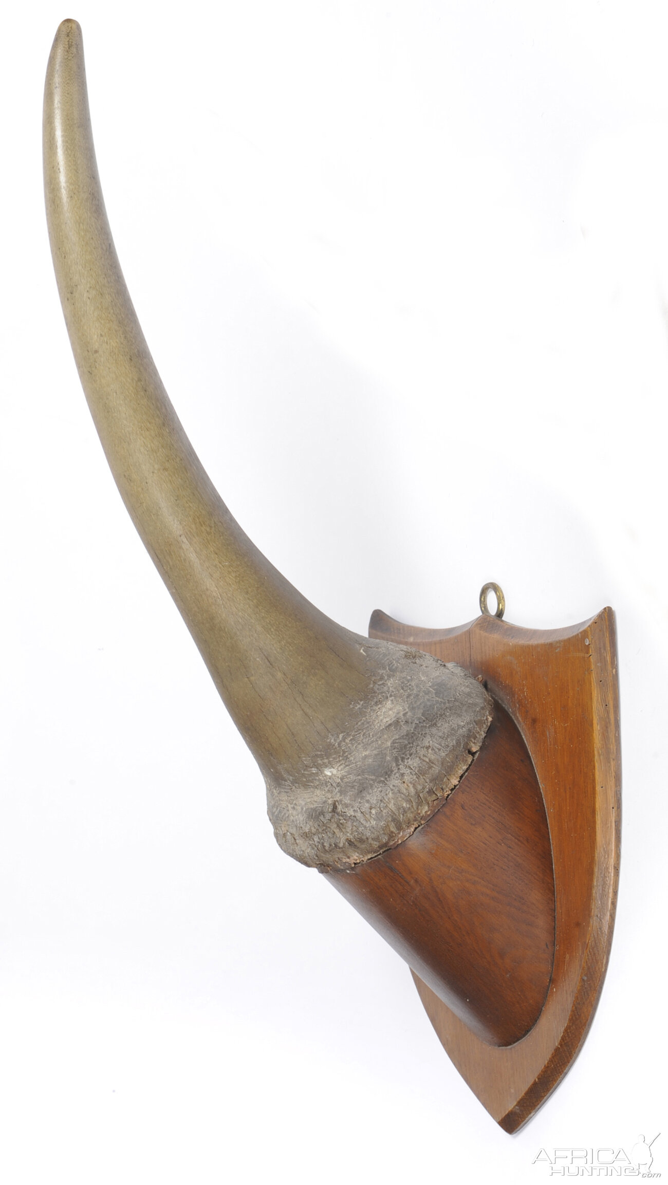 White Rhinoceros Horn