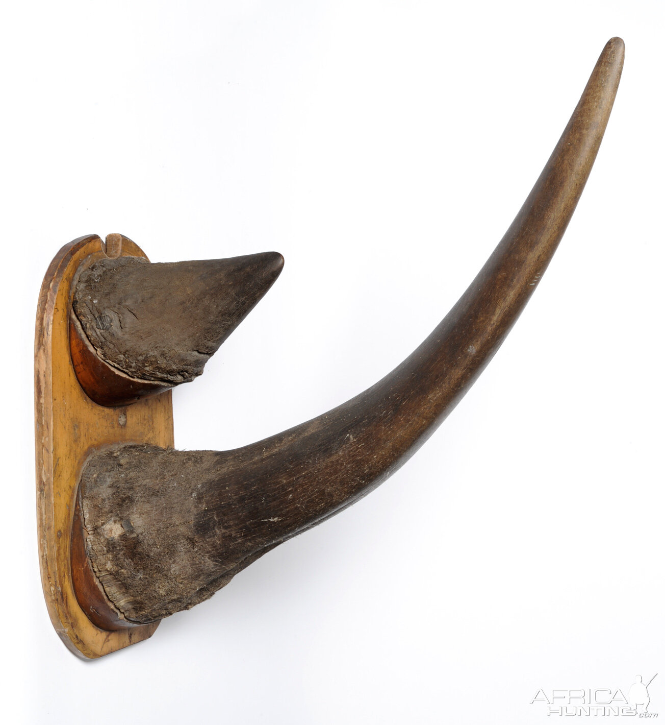 White Rhinoceros Horns