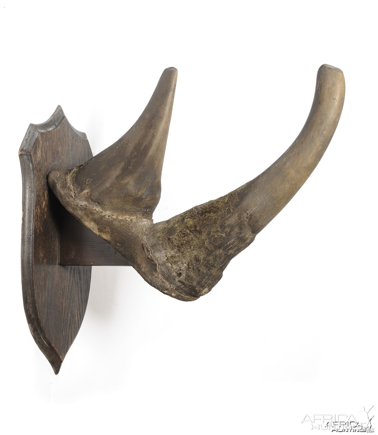 White Rhinoceros Horns