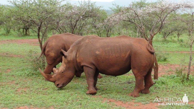 White Rhinos at Leeukop Safaris