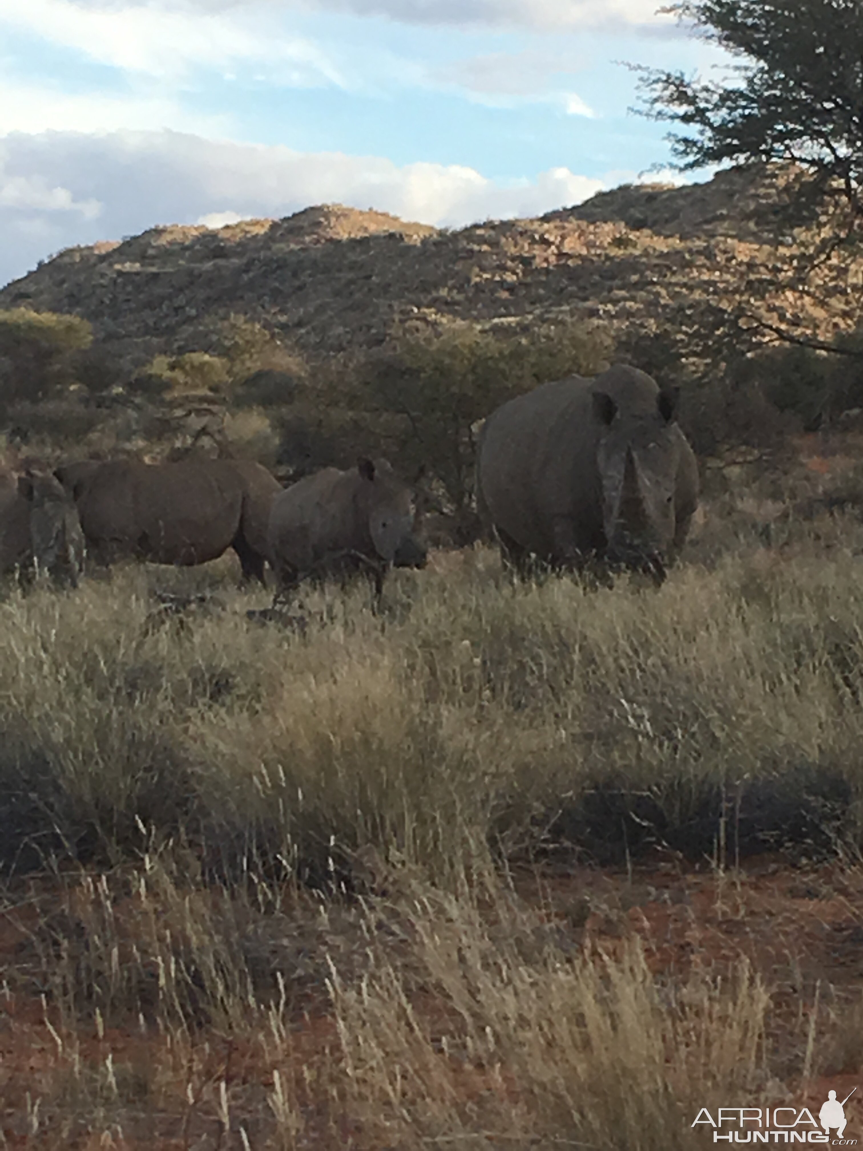 White Rhinos Kalahari South Africa