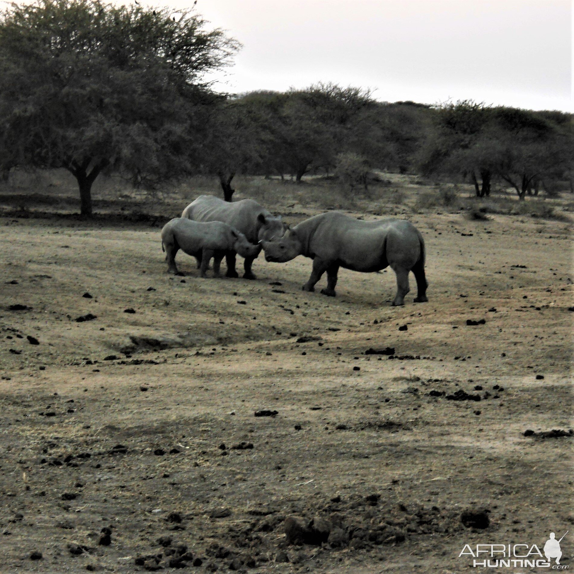 White Rhinos South Africa