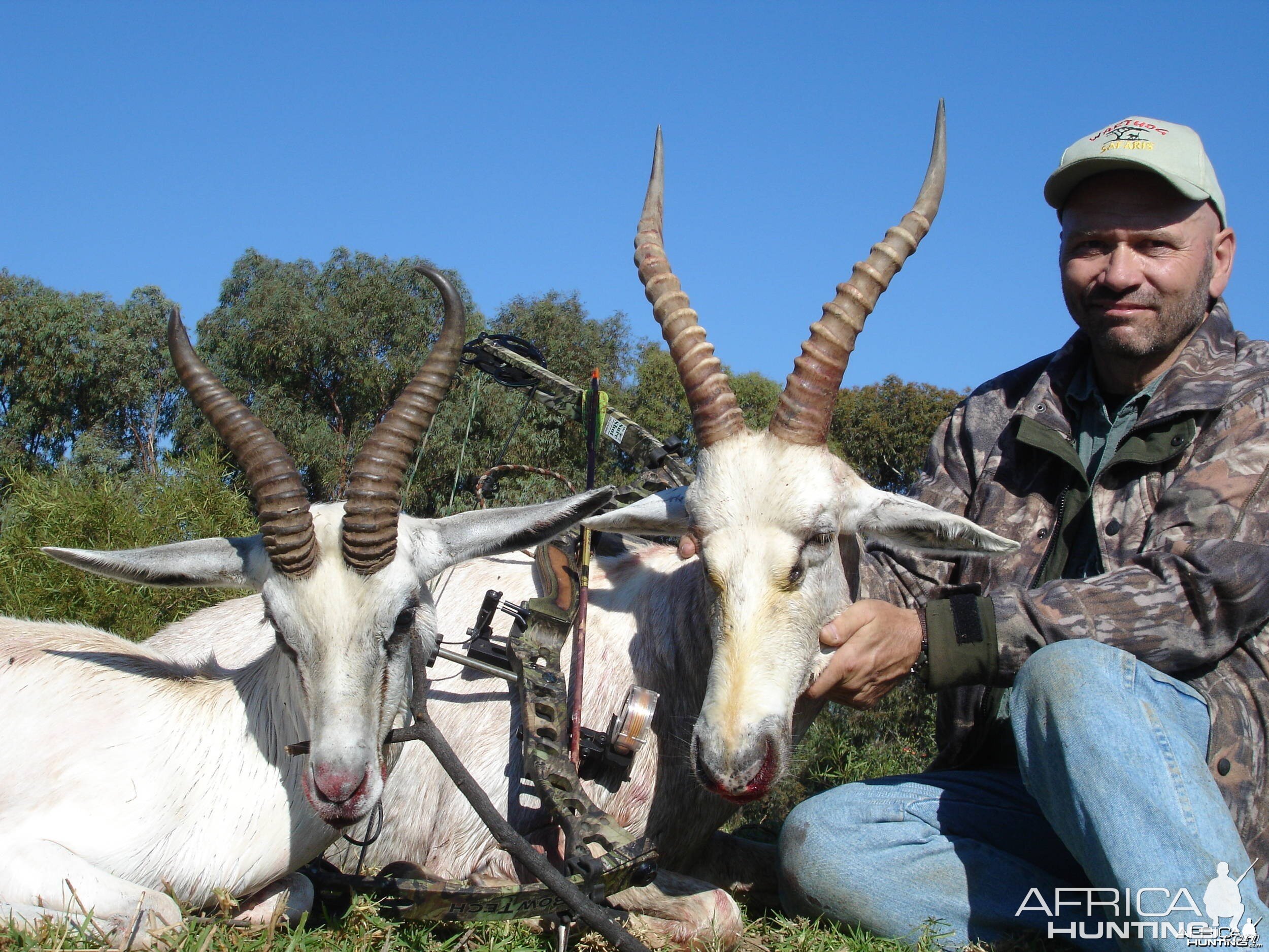 White Springbok and Blesbok with bow, took with Warthog Safaris