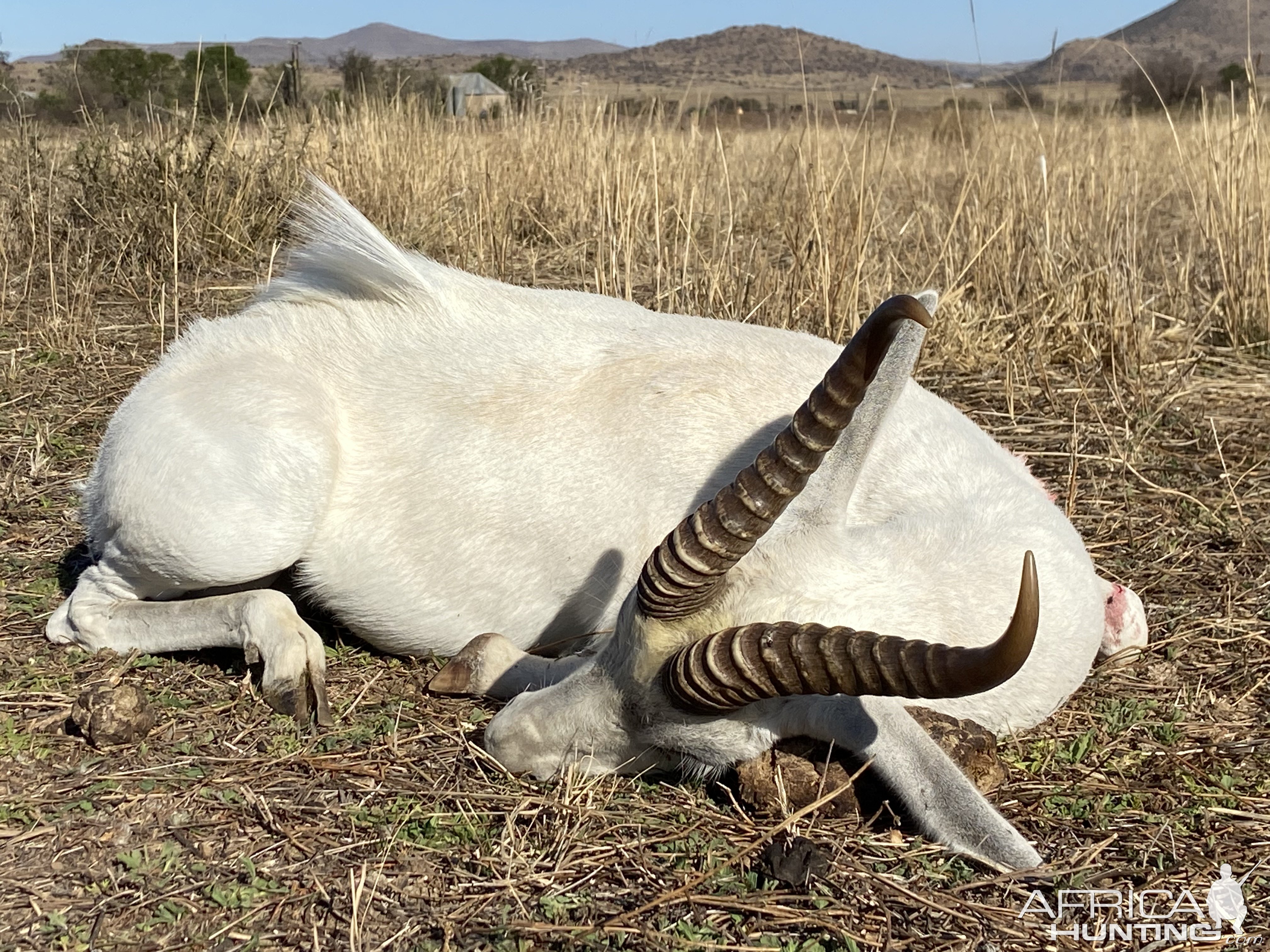 White Springbok Hunt Eastern Cape South Africa