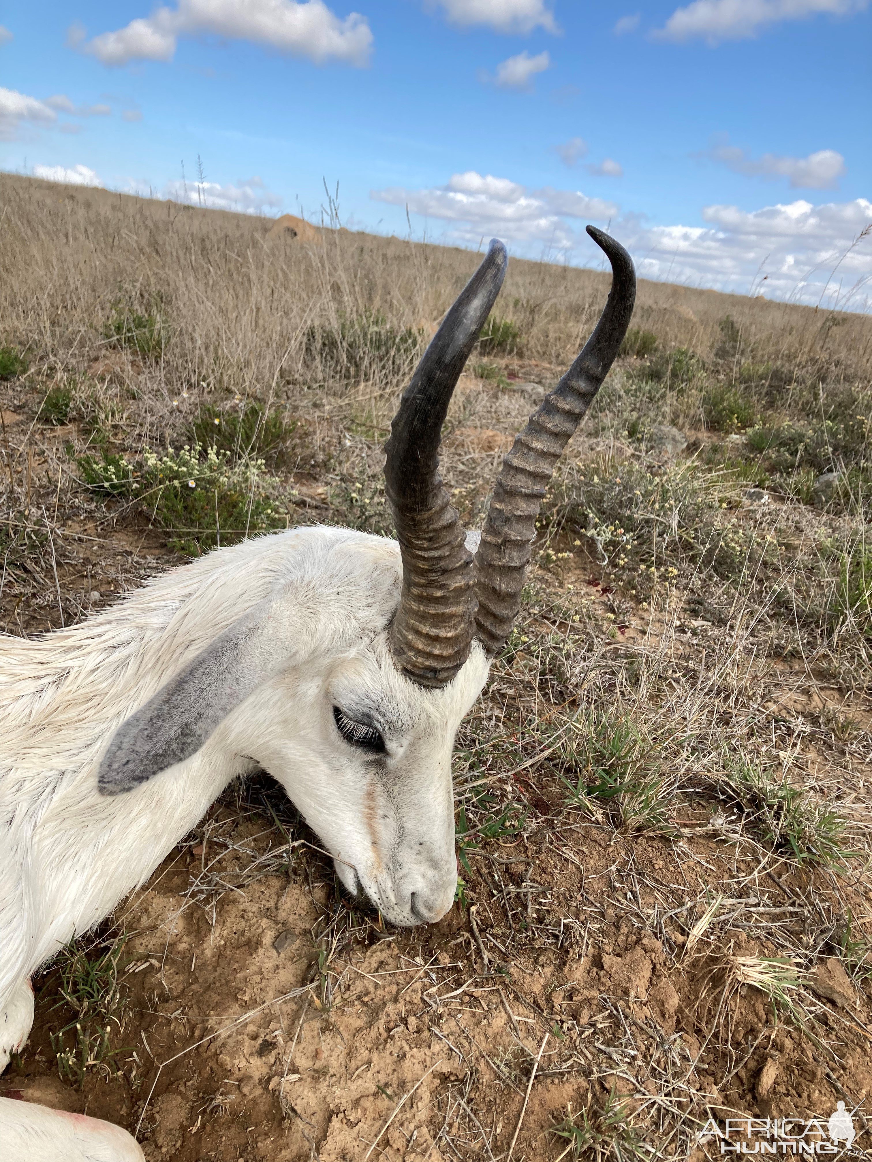 White Springbok Hunt South Africa