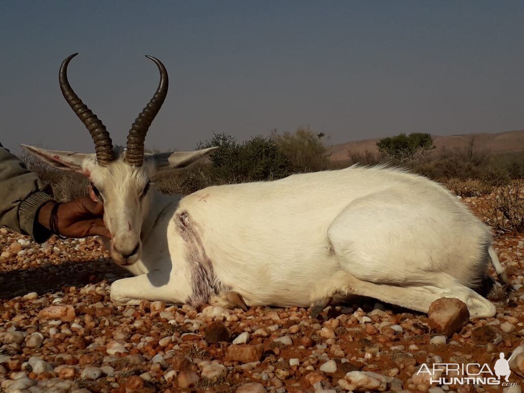 White Springbok Hunt South Africa