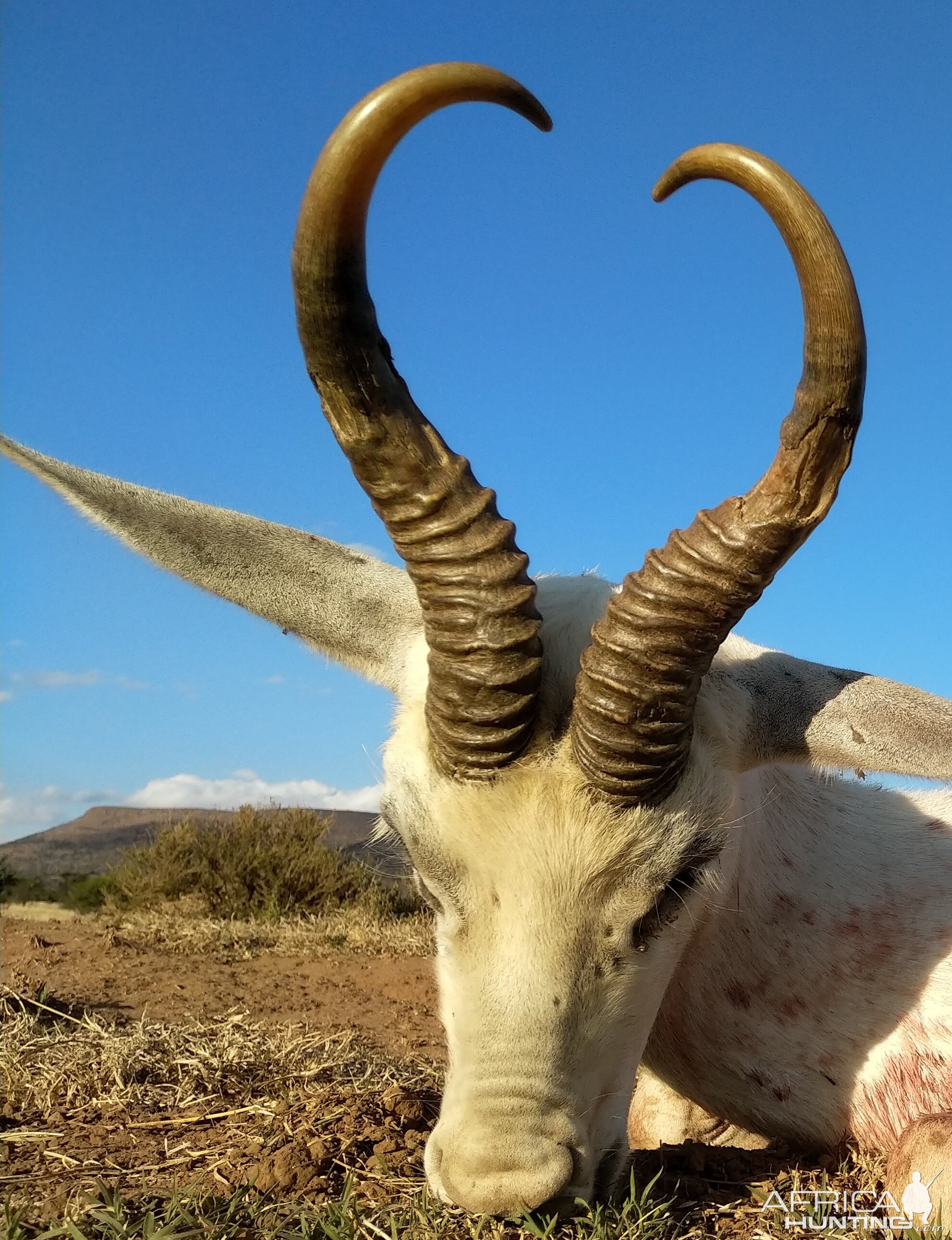 White Springbok Hunting South Africa