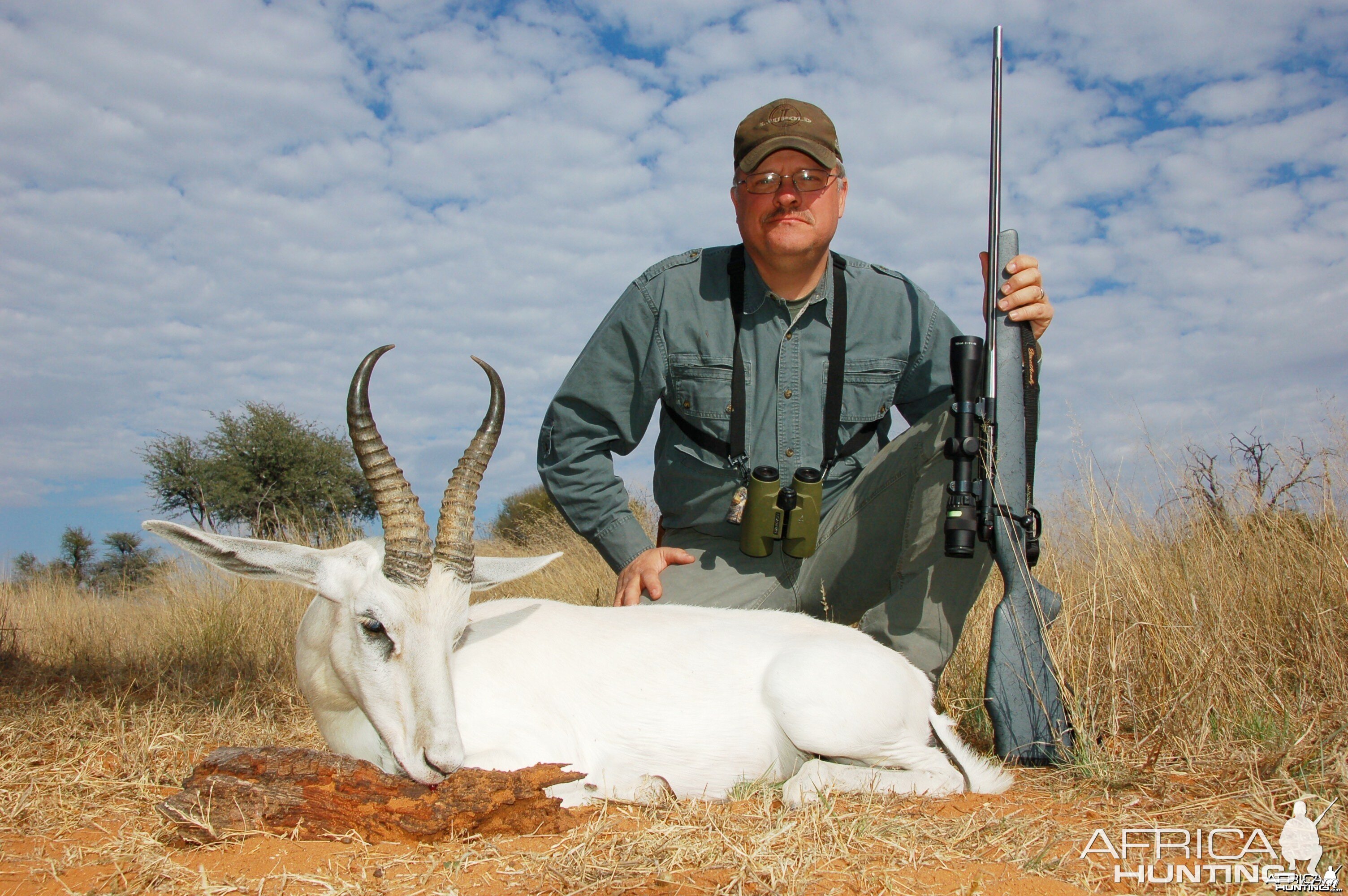 White Springbok