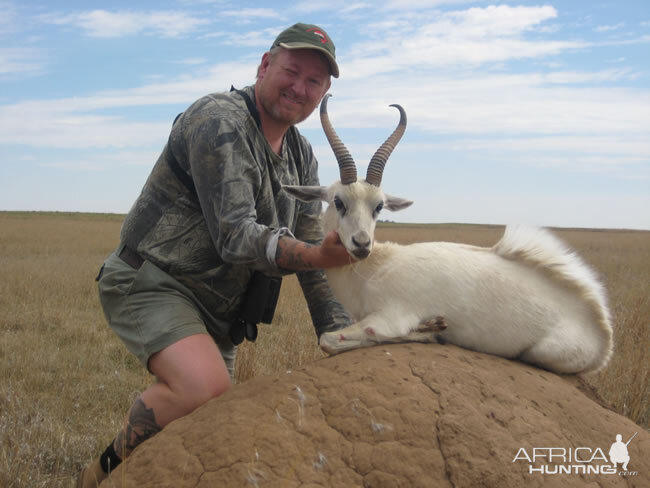 White Springbuck