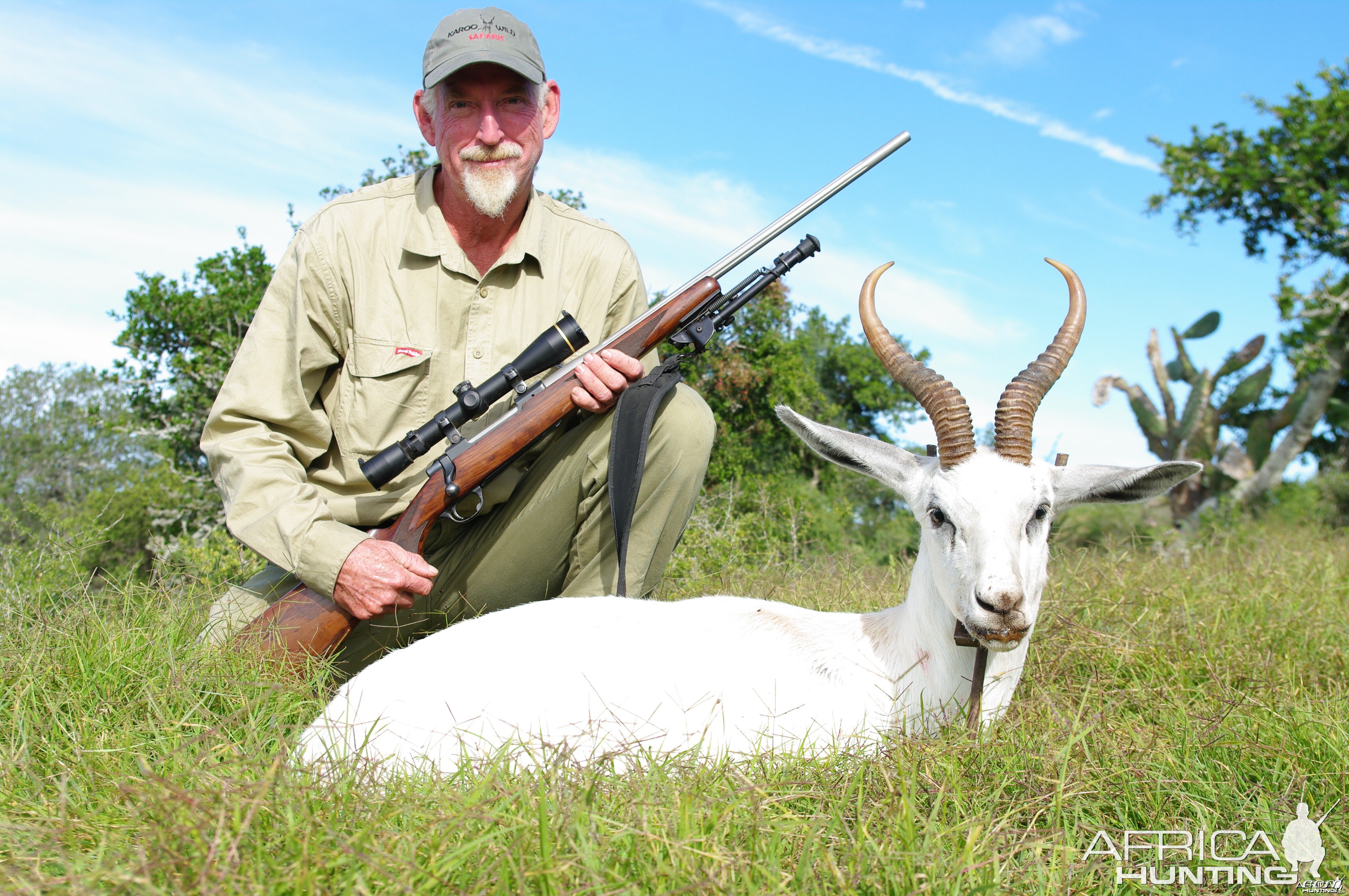 White srpingbok