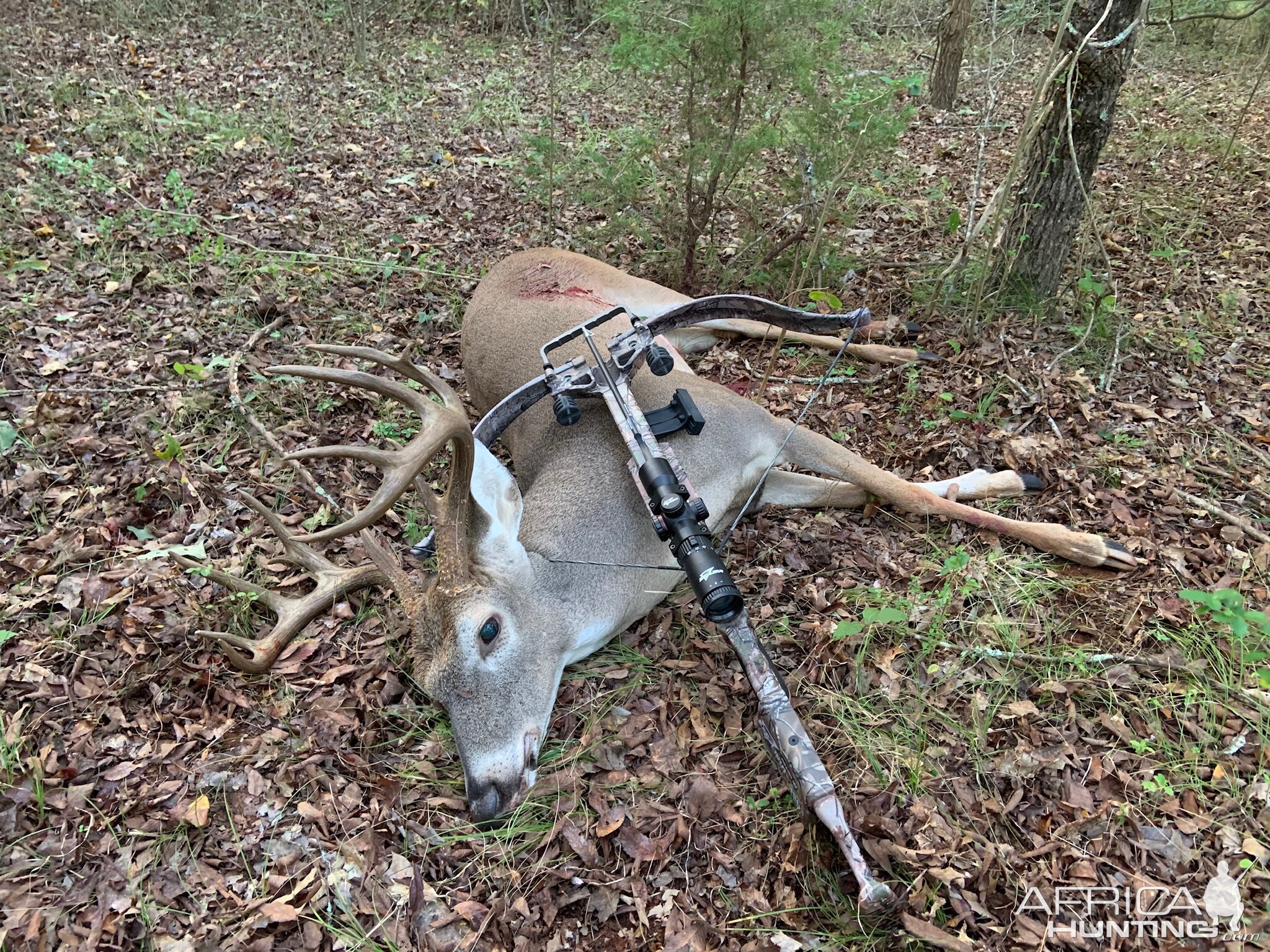 White-tailed Deer Bow Hunt Texas USA