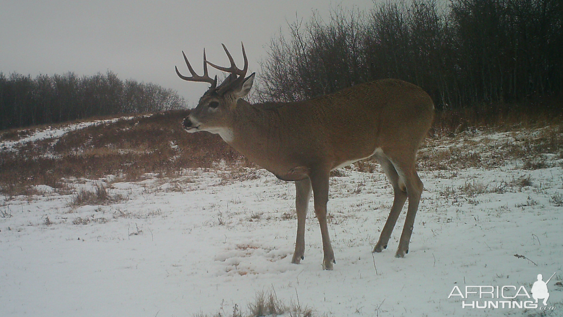 White-tailed Deer Canada