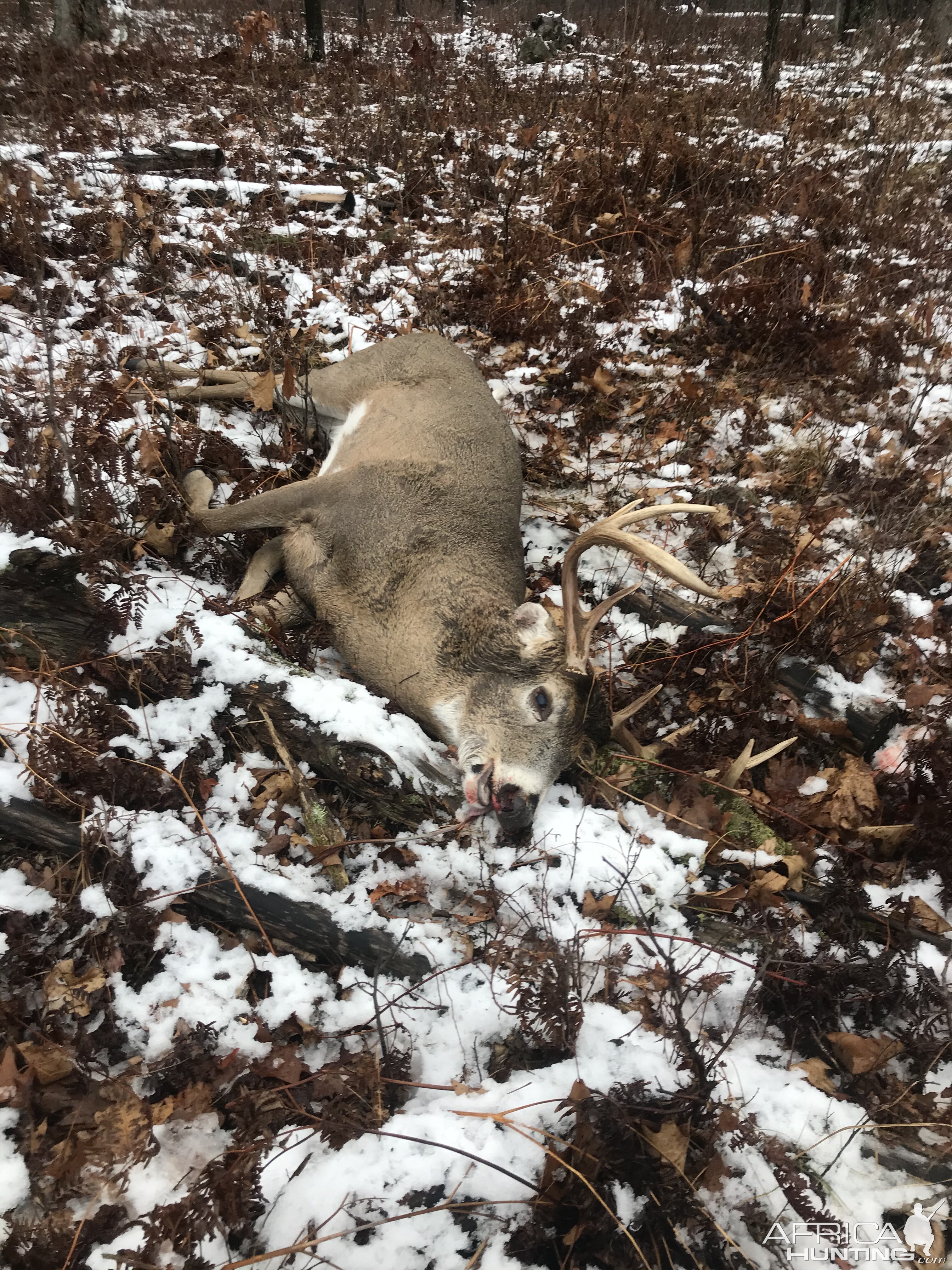 White-tailed Deer Hunt USA