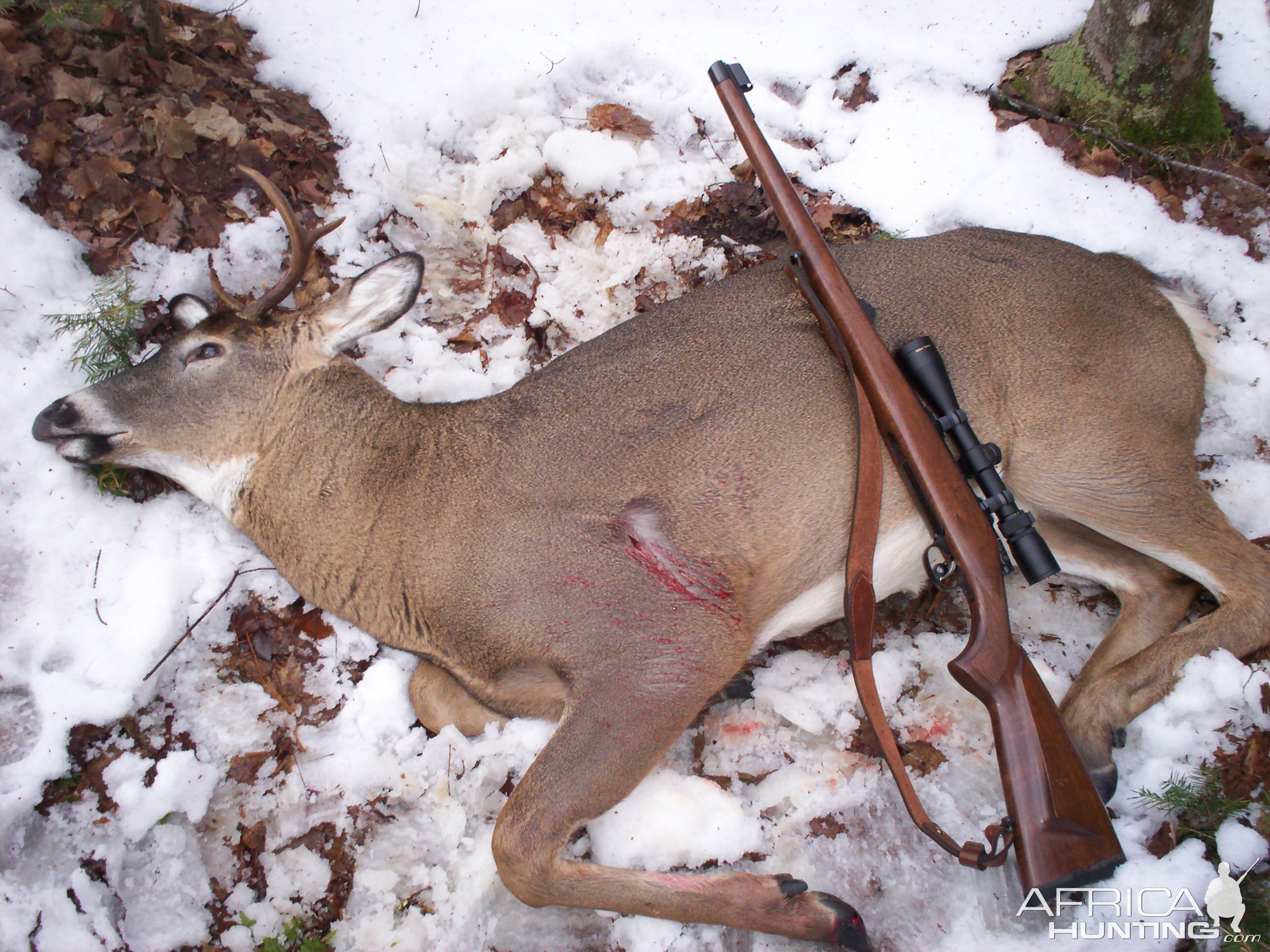 White-tailed Deer Hunt USA