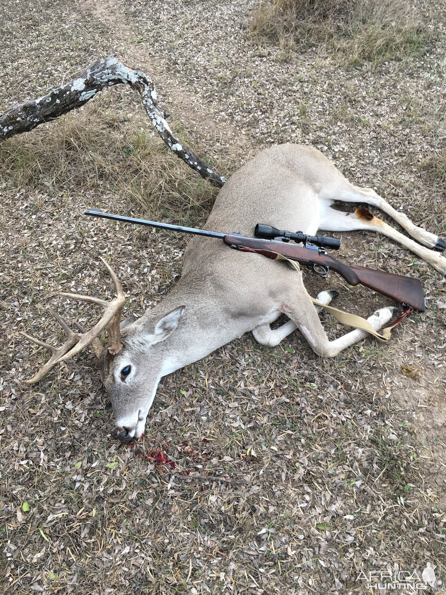 White-tailed Deer Hunt USA