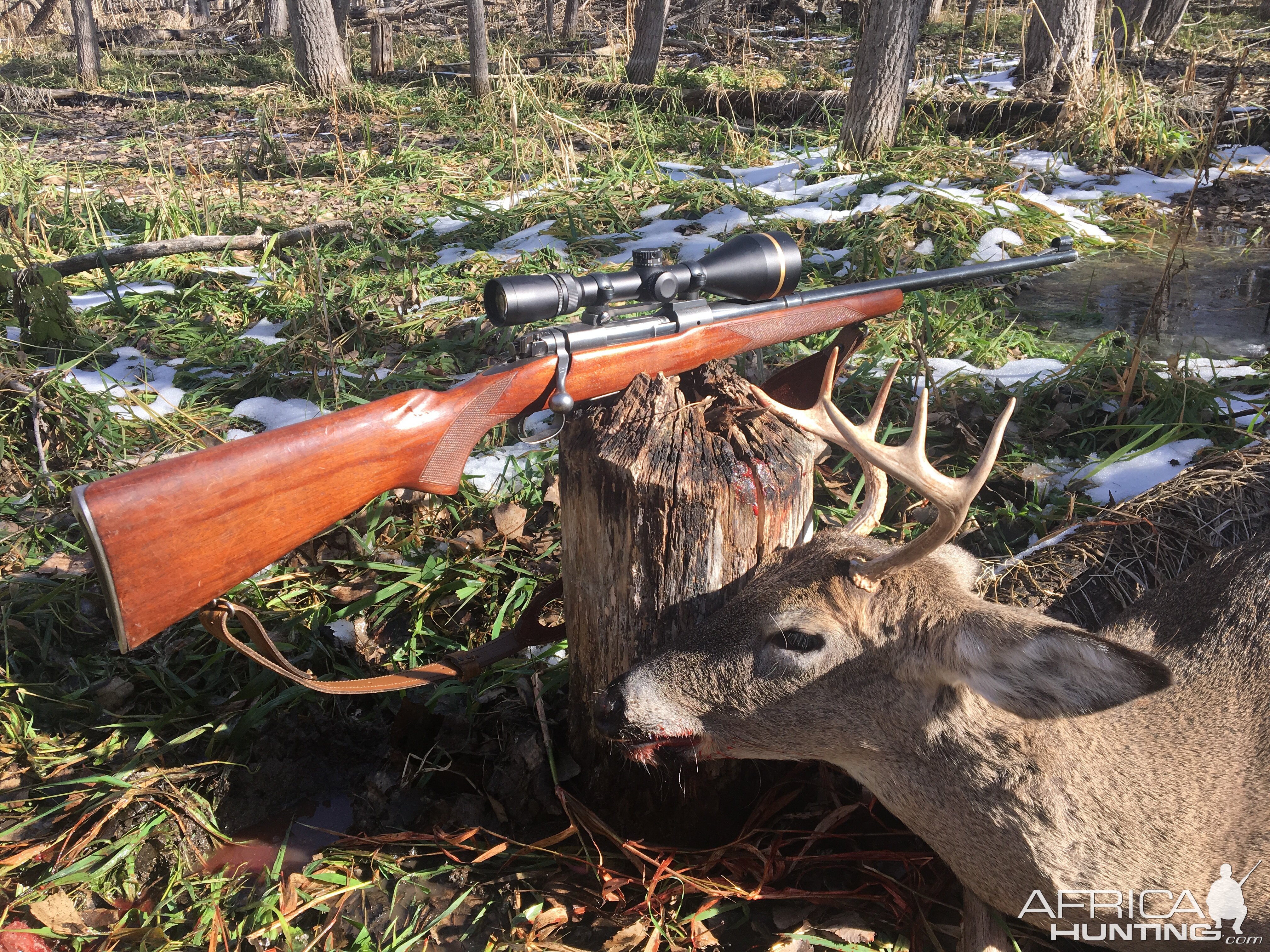 White-tailed Deer Hunt