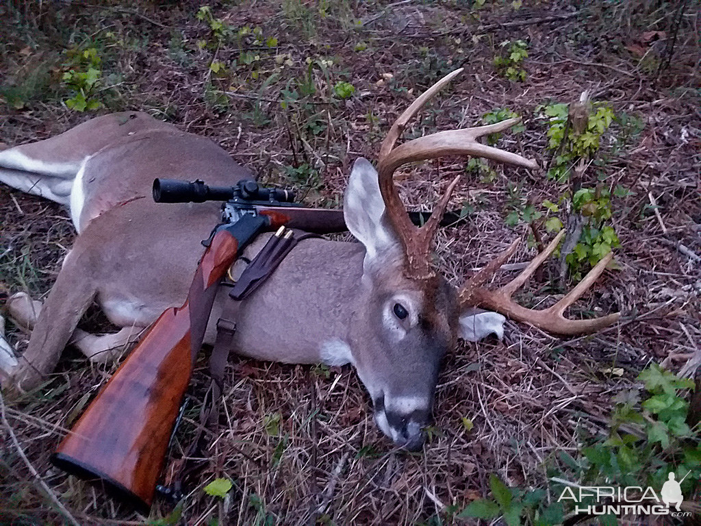 White-tailed deer Hunting