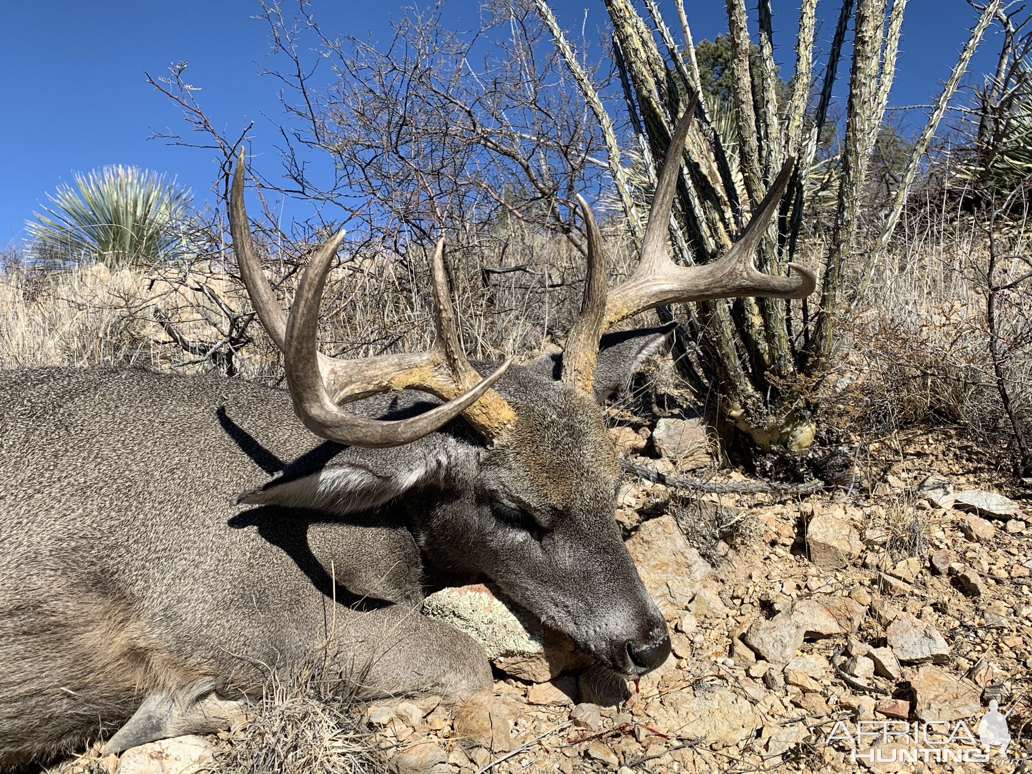 White-tailed deer Hunting