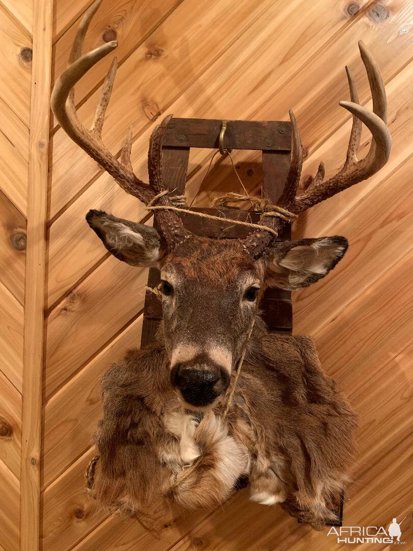 White-tailed Deer Mount Taxidermy